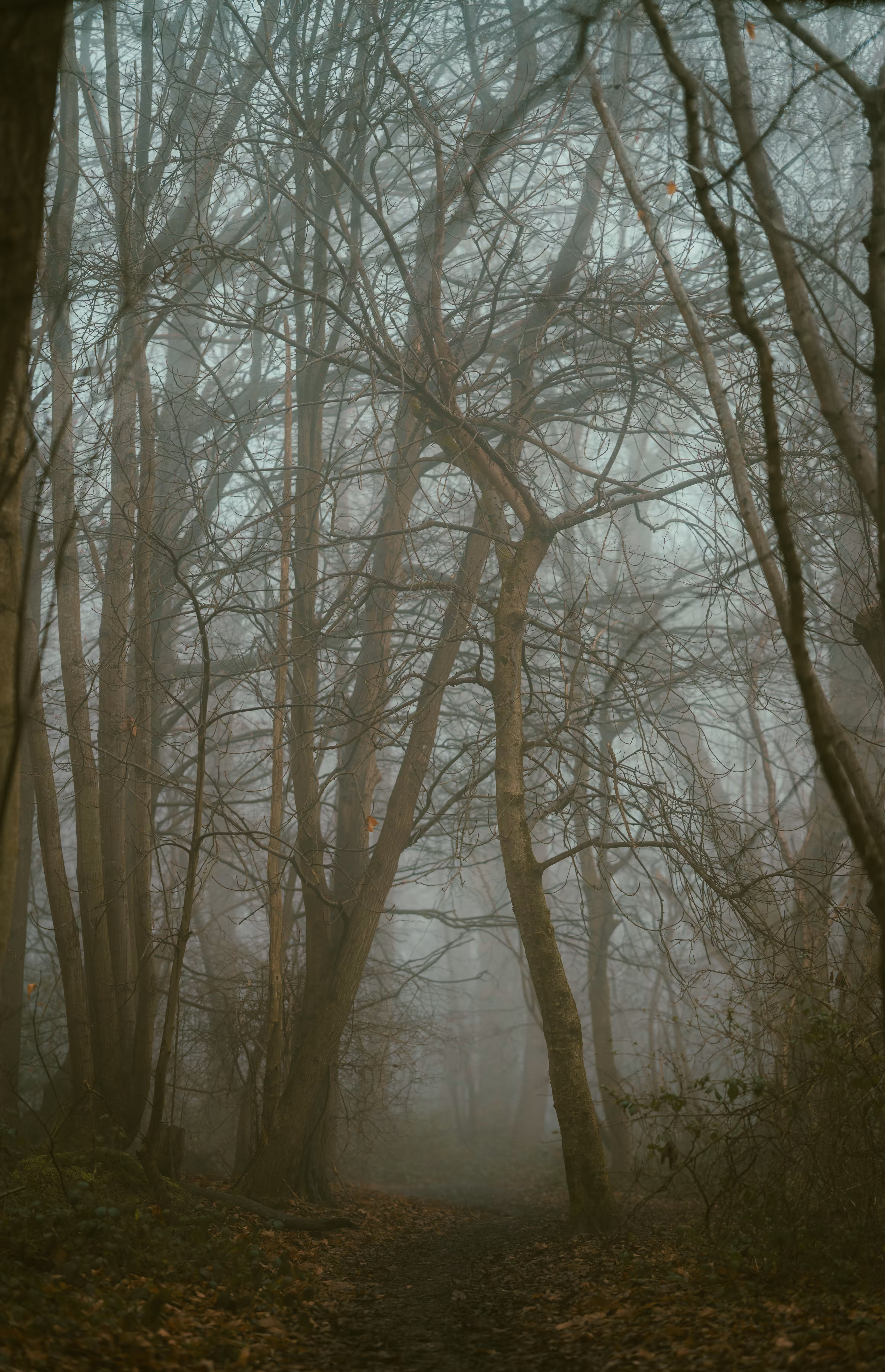 Walks in the woods