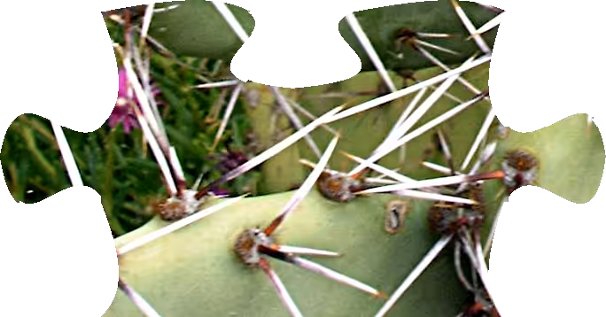 Opuntia-Puzzle-5x5-116