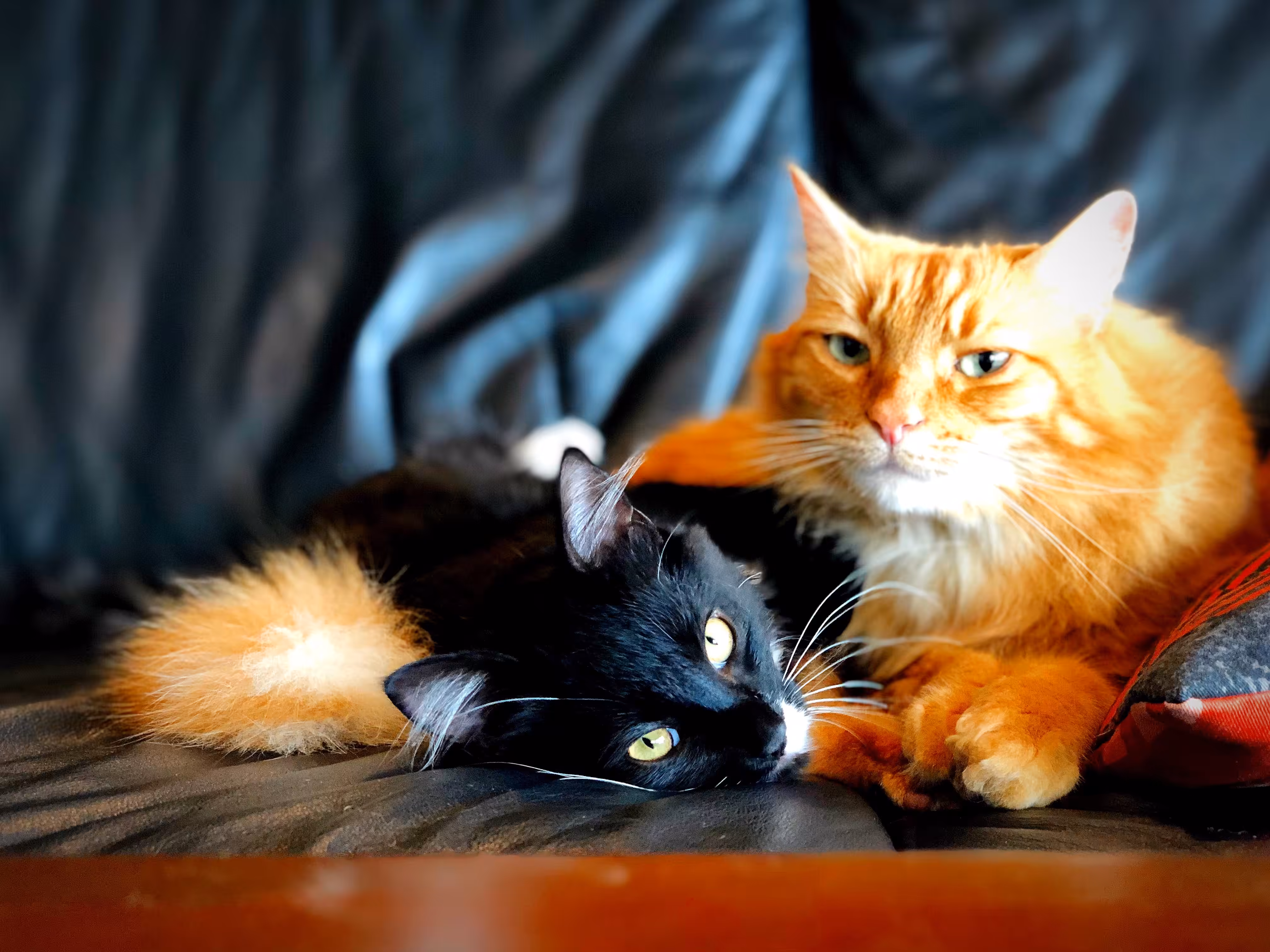 Halloween Cats