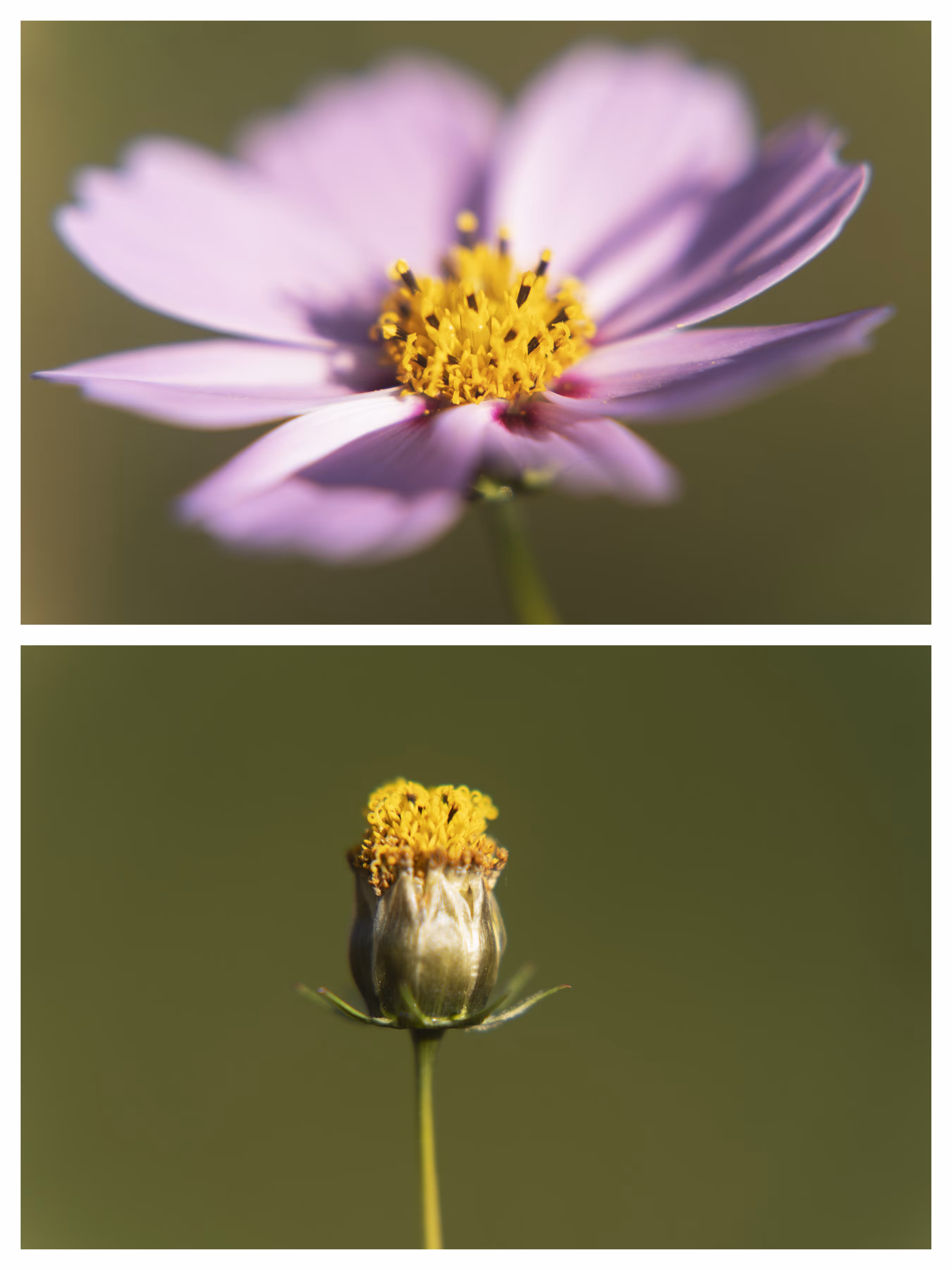 Cosmea