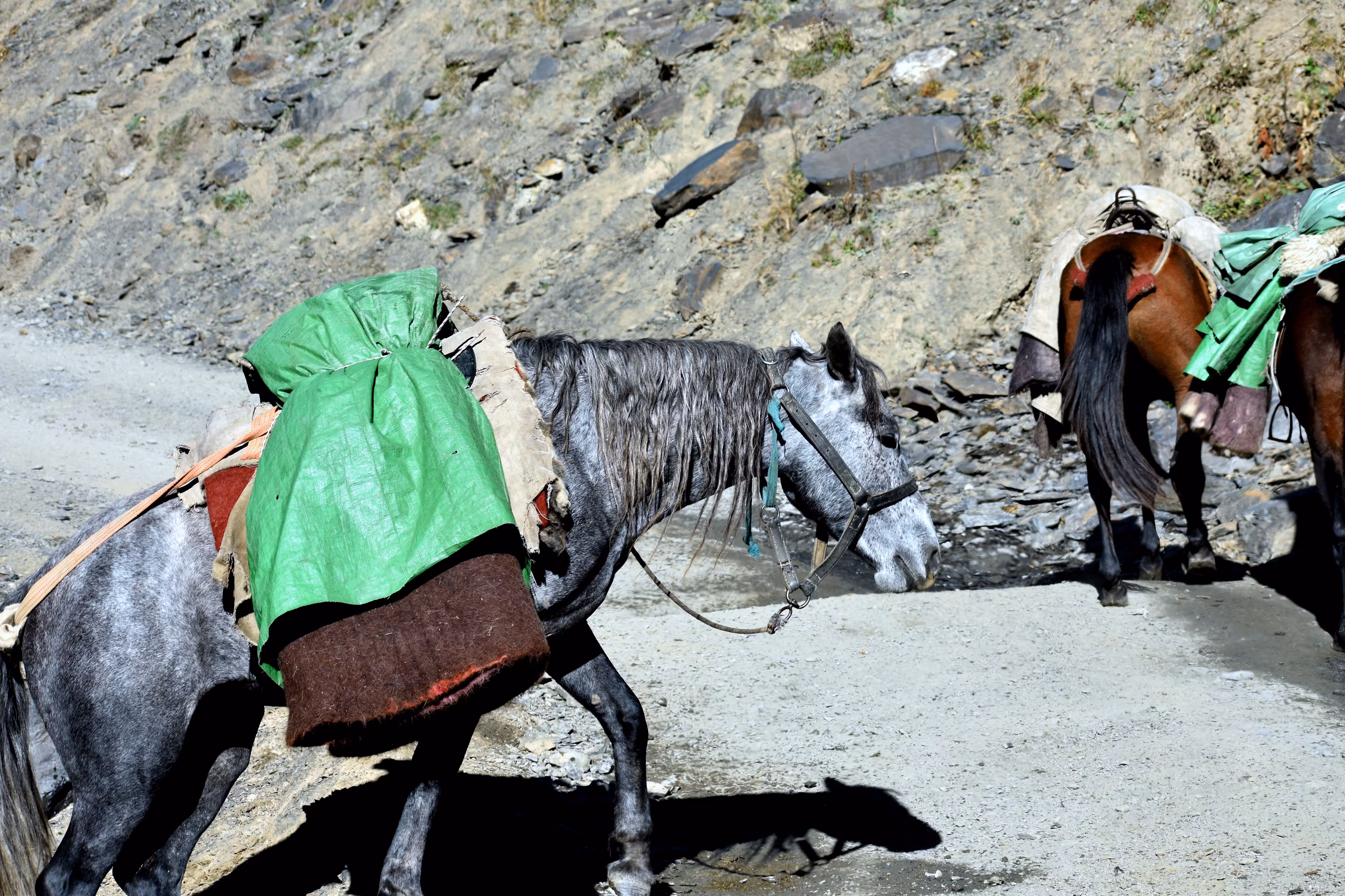 Packhorse with green raincoat