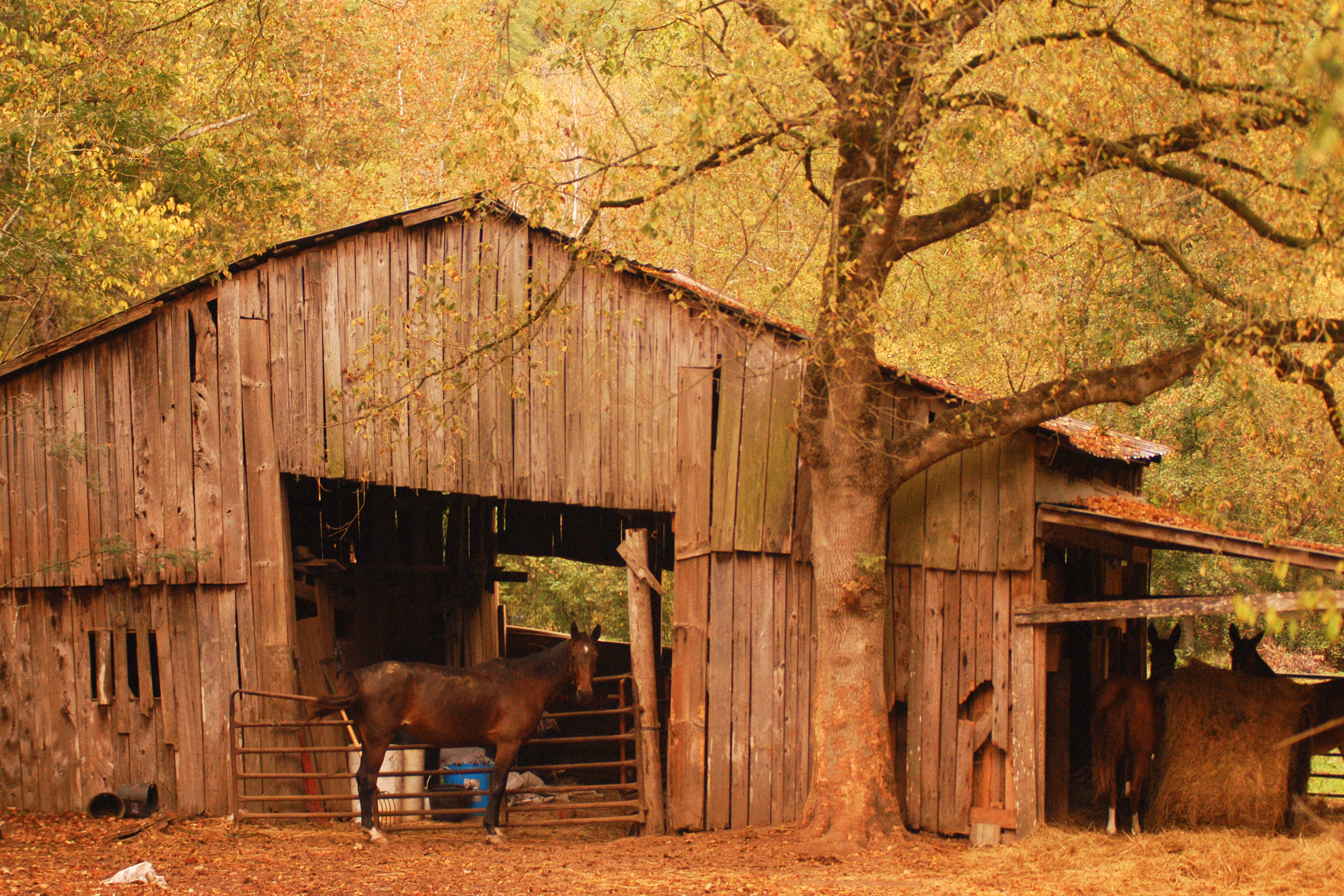 FALL MARE