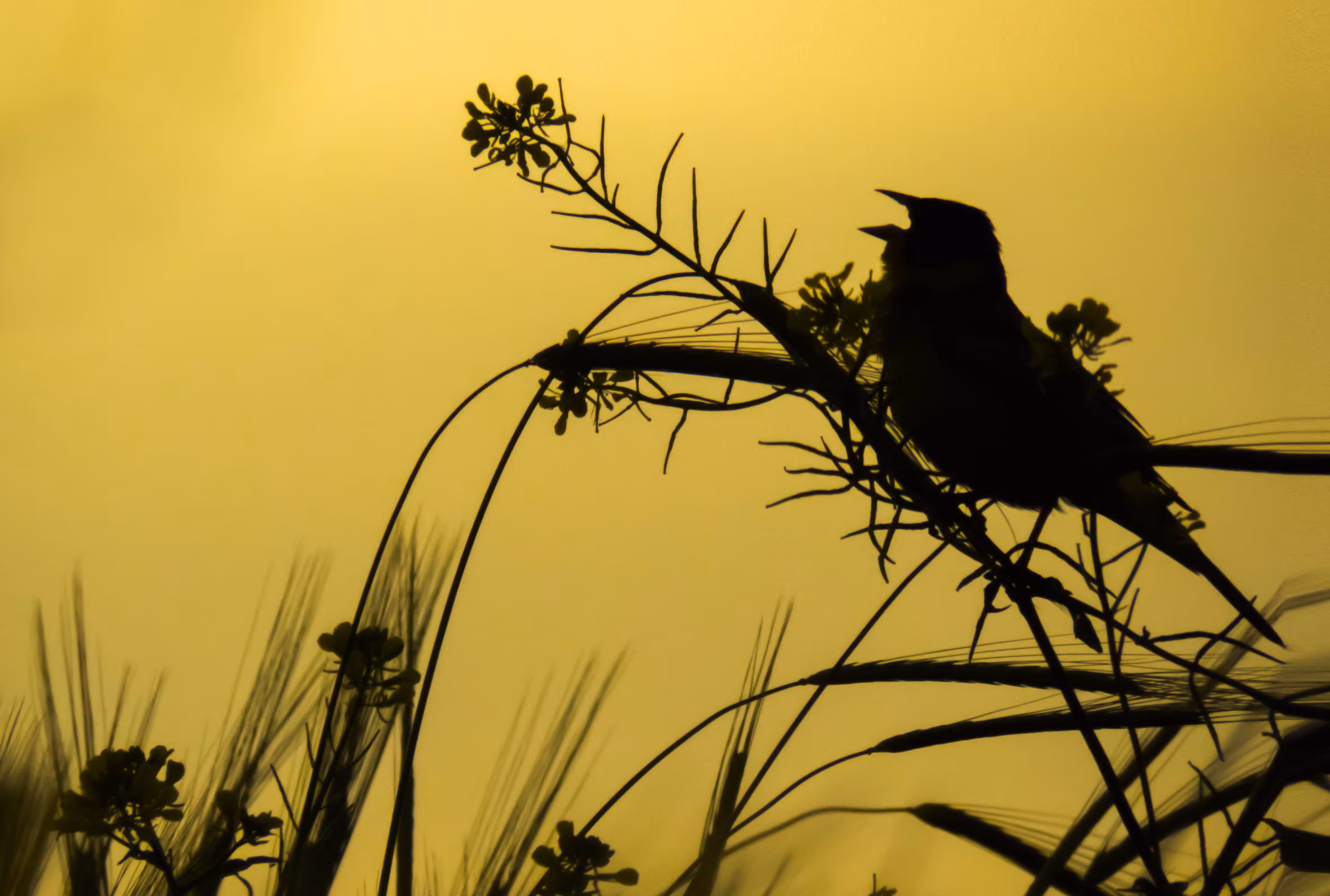 Singing In The Golden Sunset 