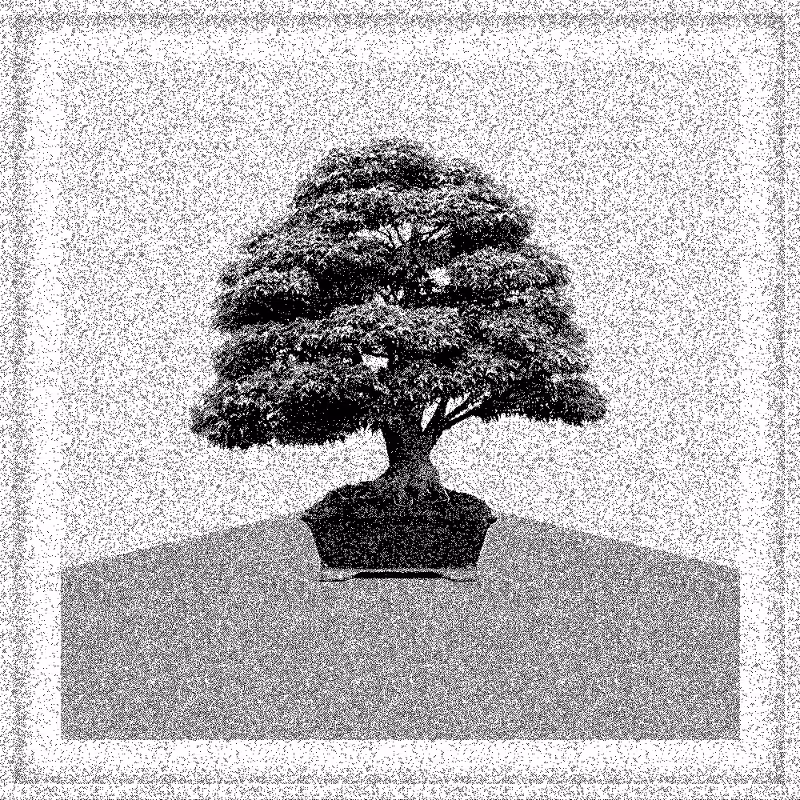Bonsai Bonanza #102