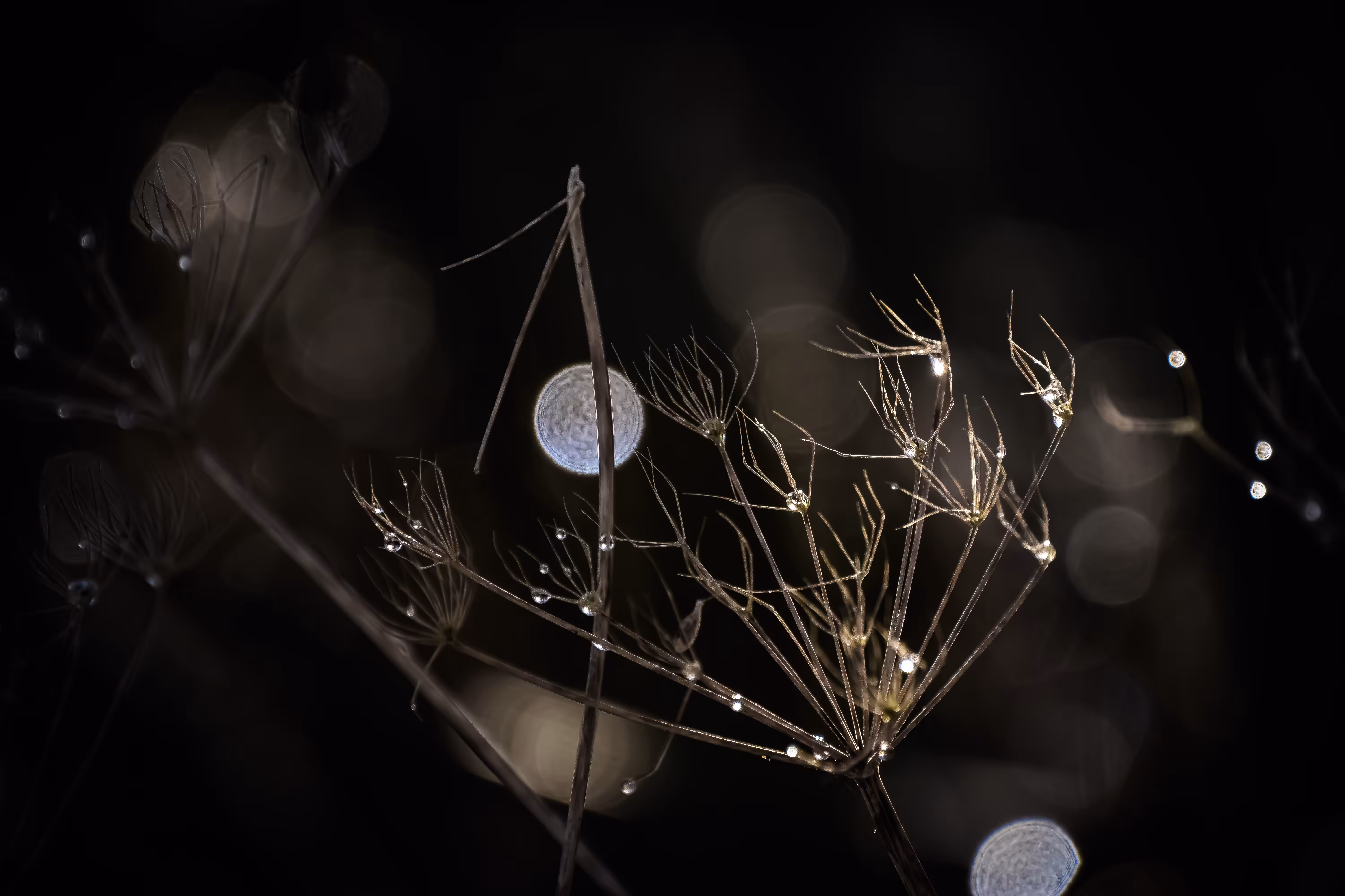 Water Petals