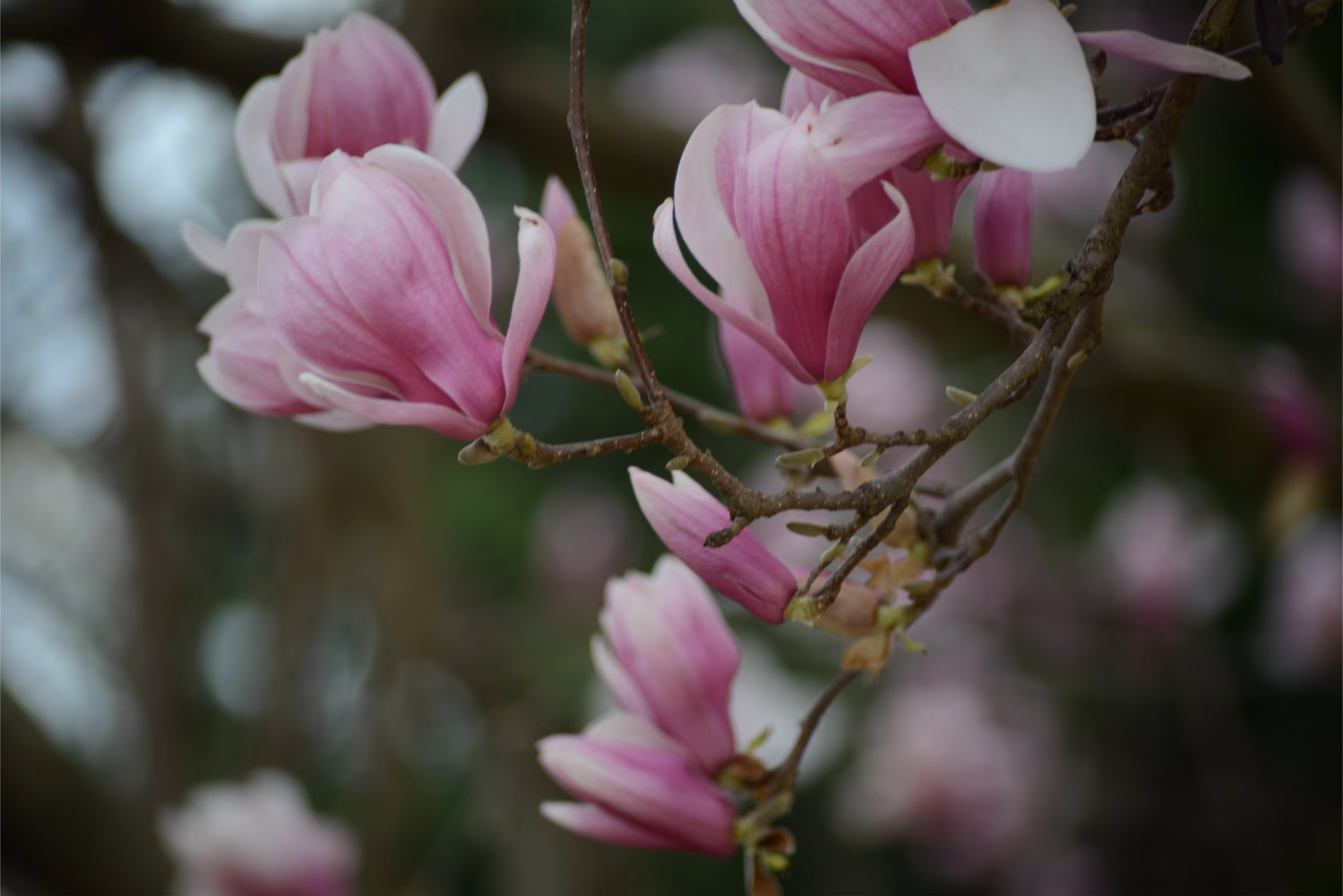 Magnolias 3