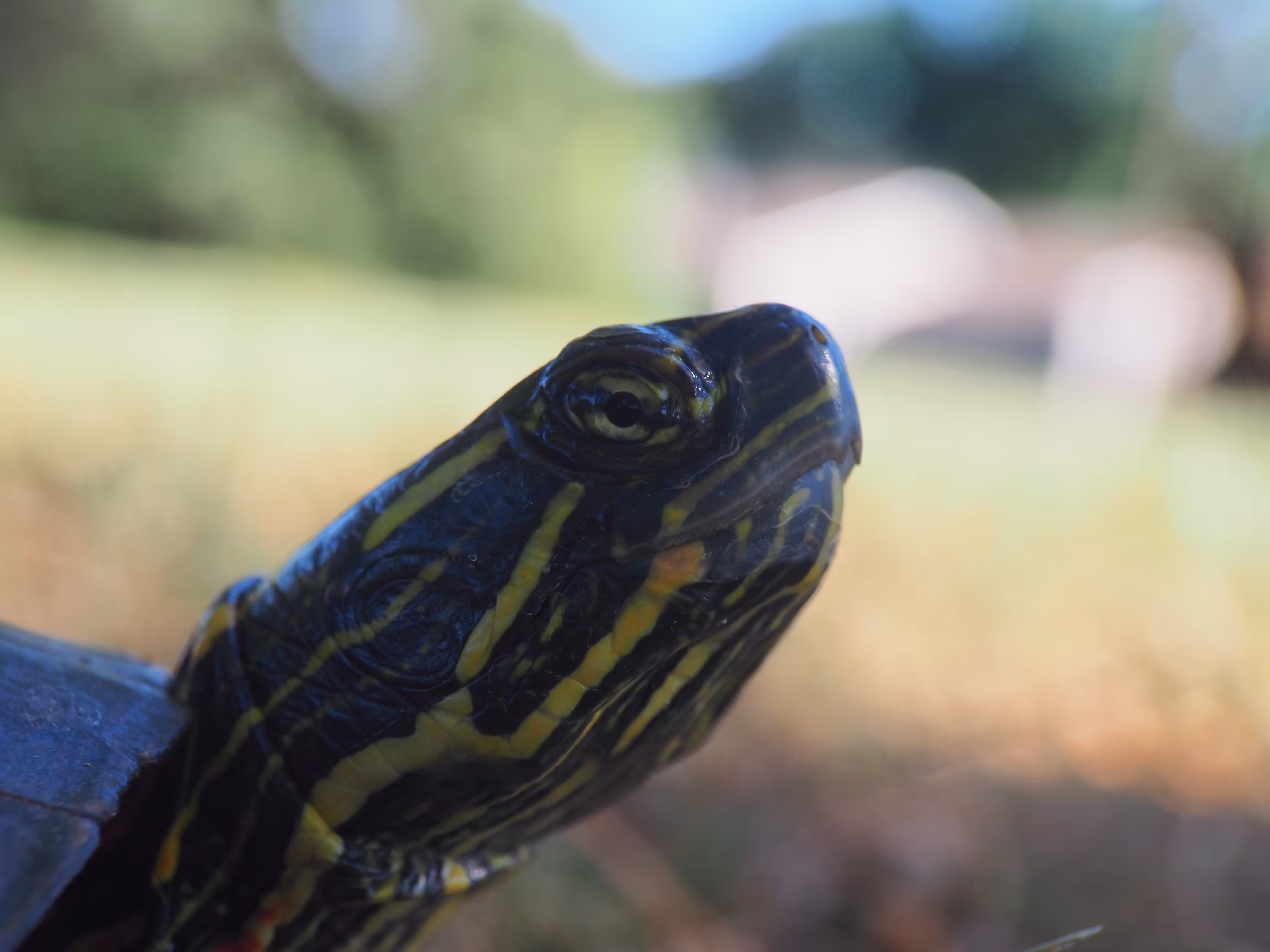 Tezos Turtles - Pure Mattness Tribute