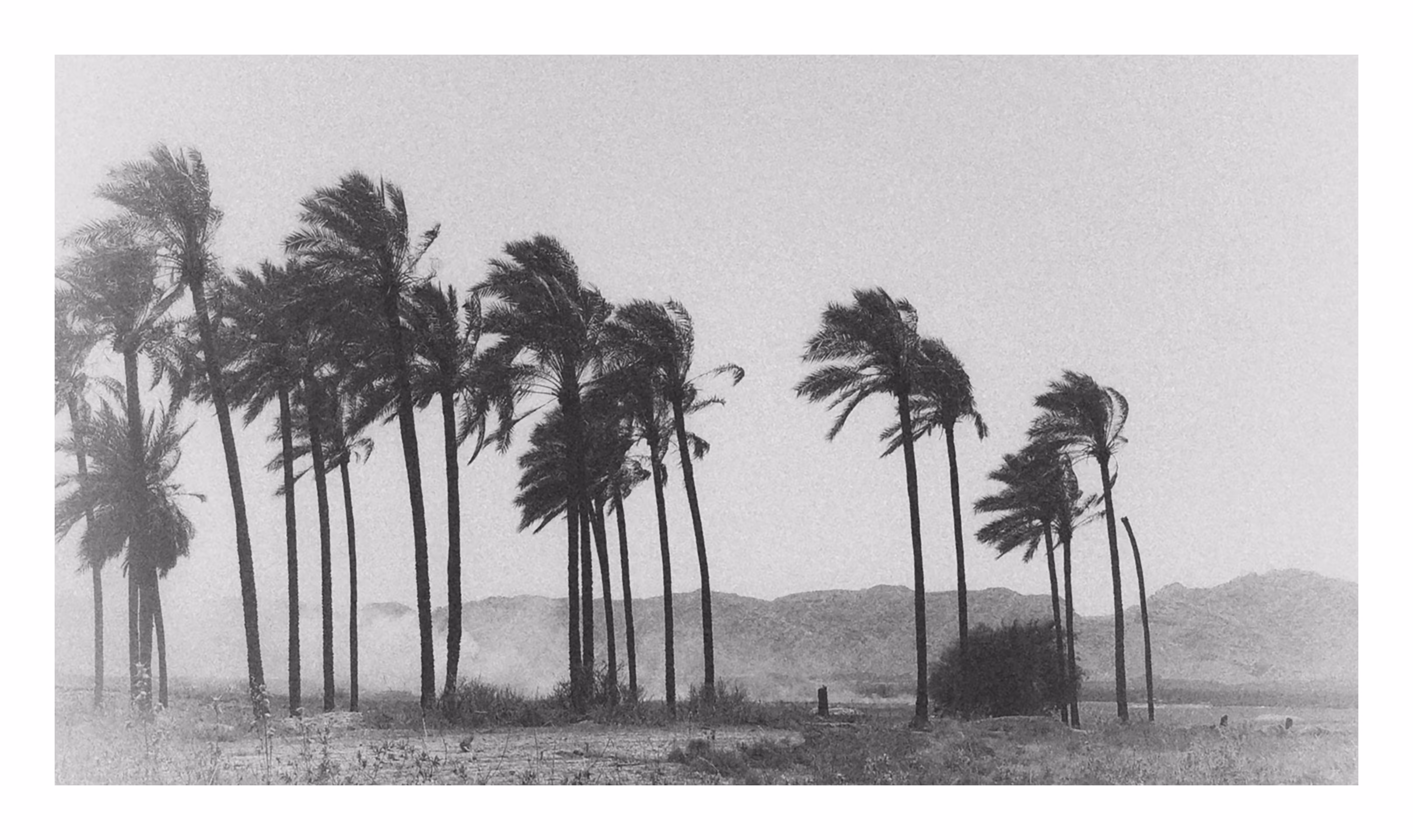 wind and palm!