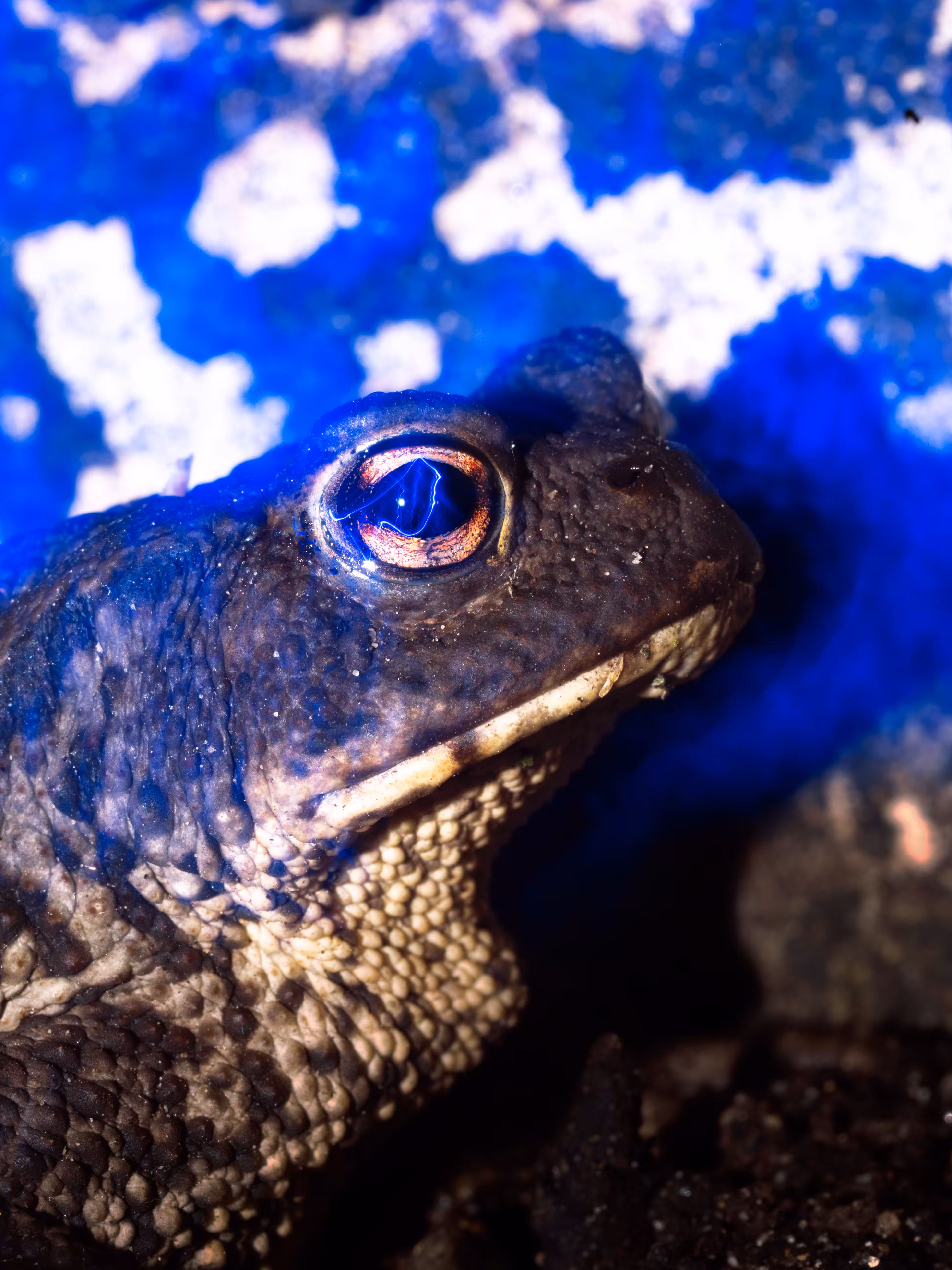 Toad Camo