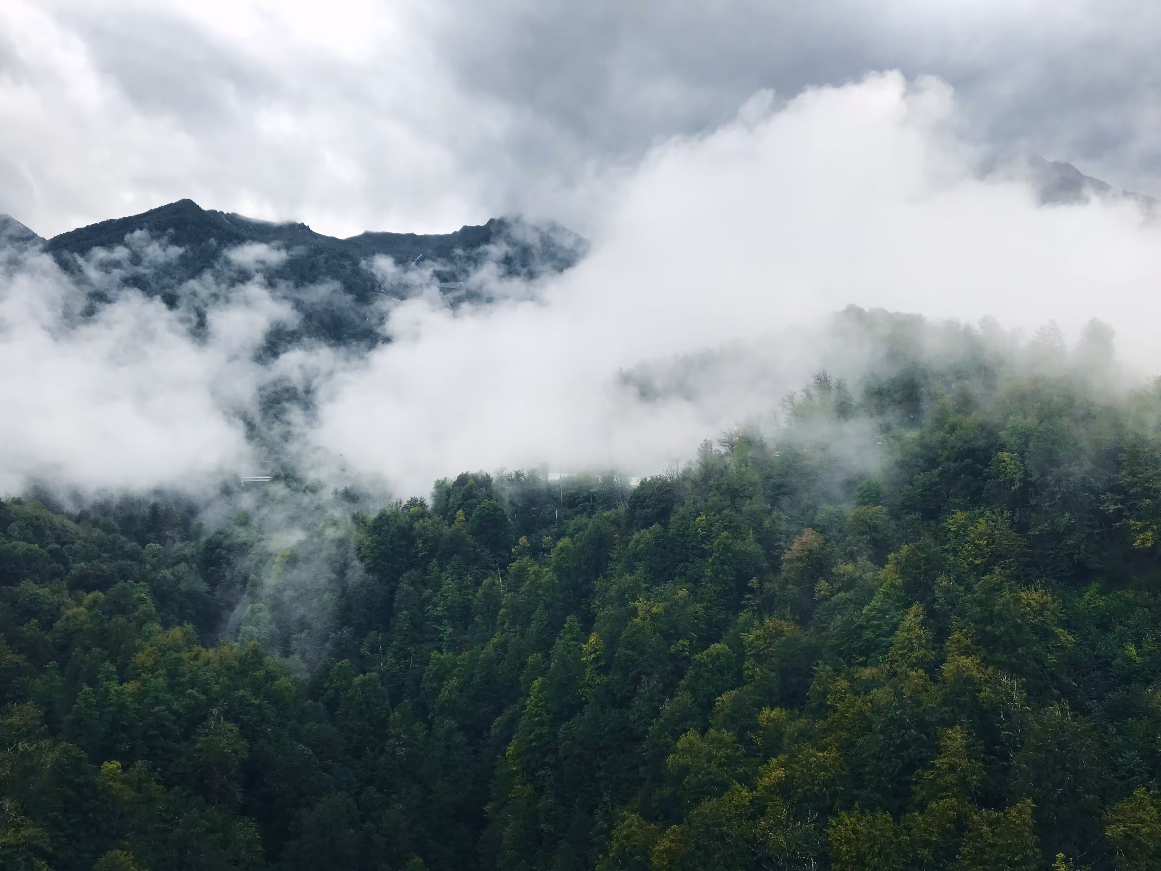 The MIST