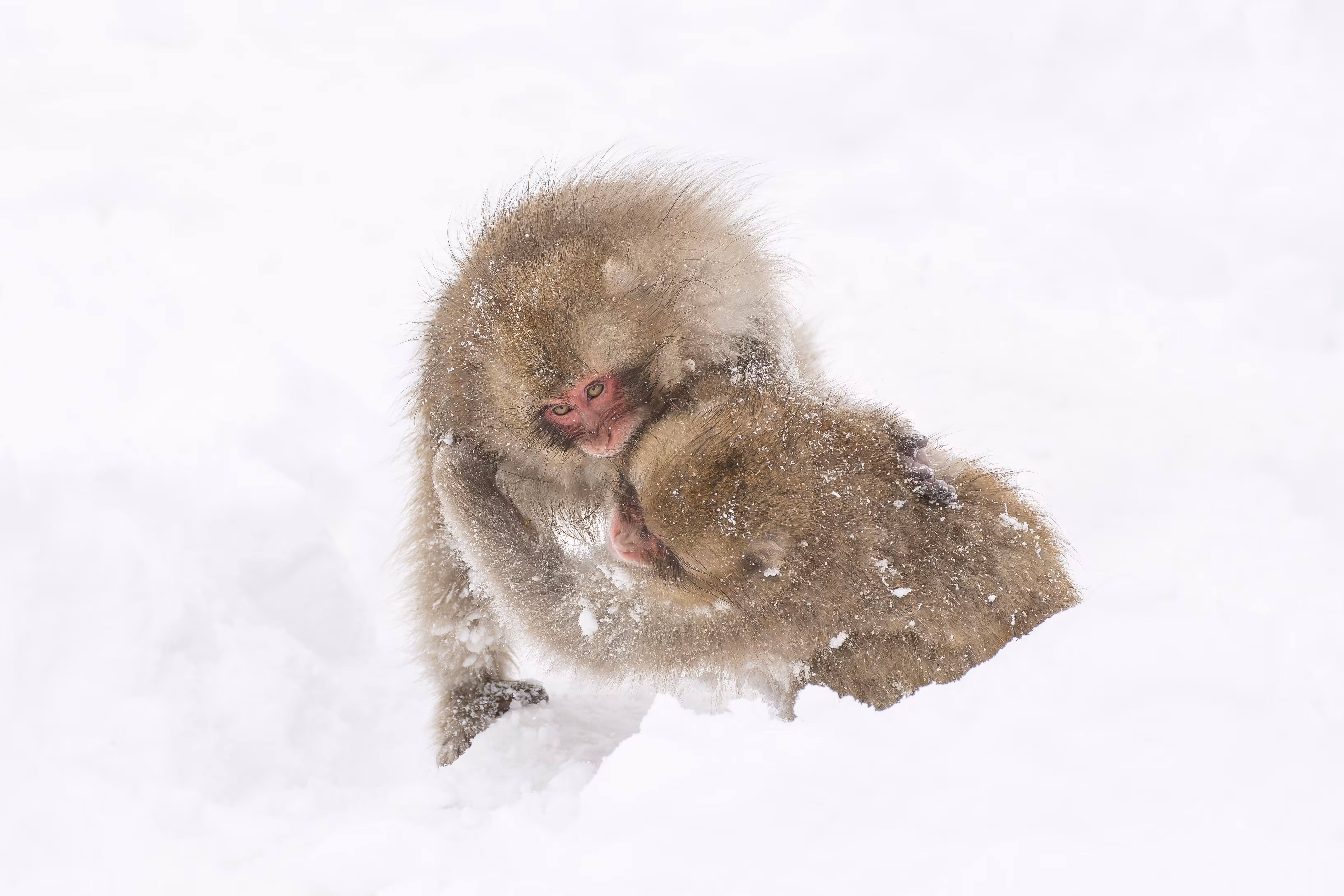 Battle on the Snow