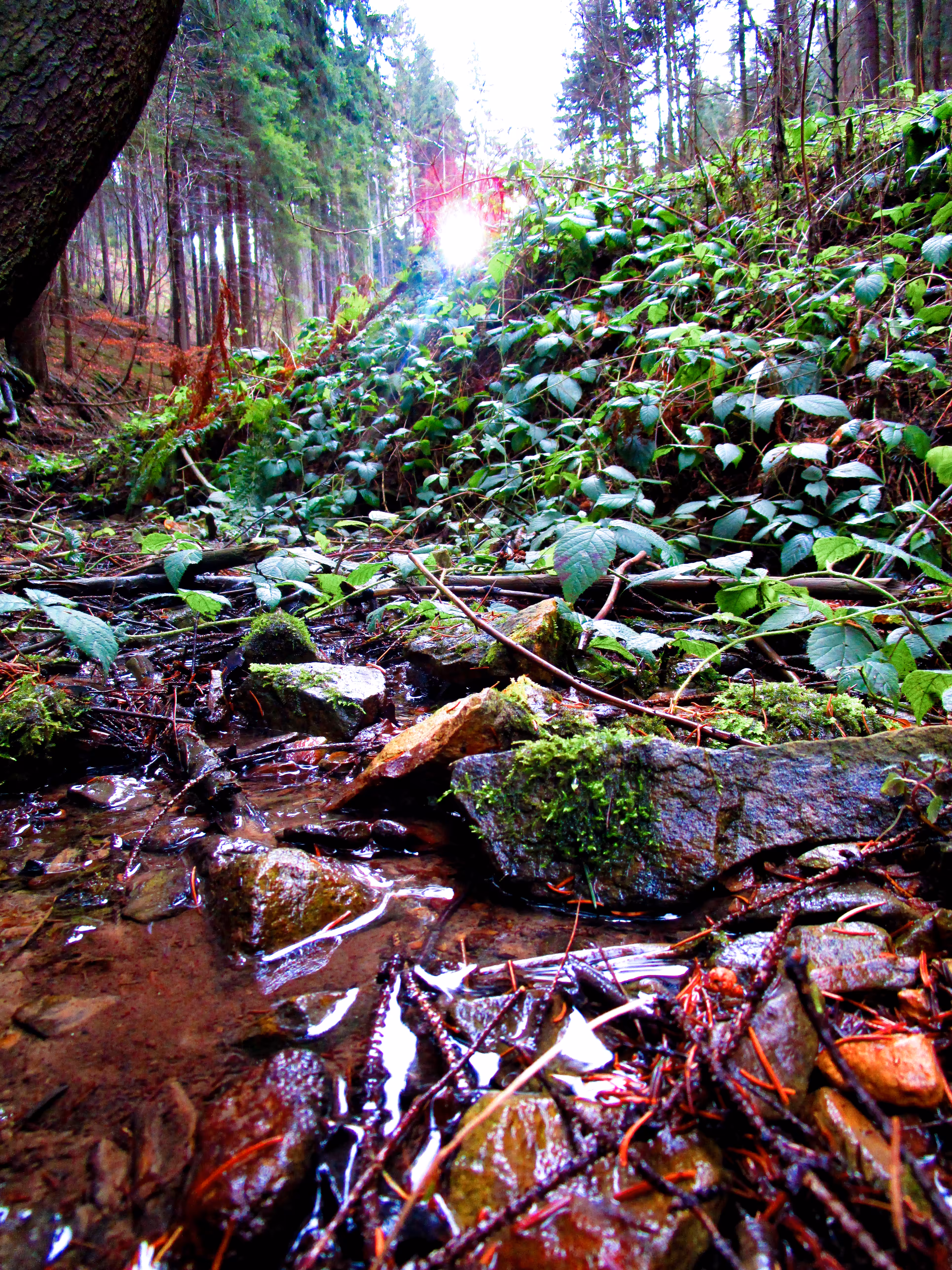 Fresh nature