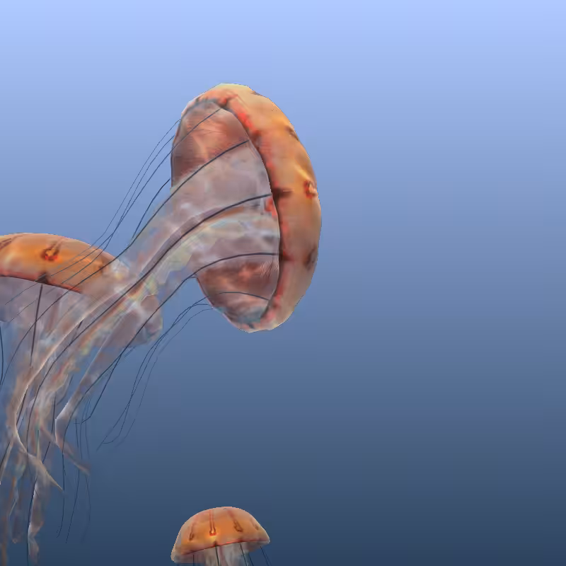 Jellyfish #8