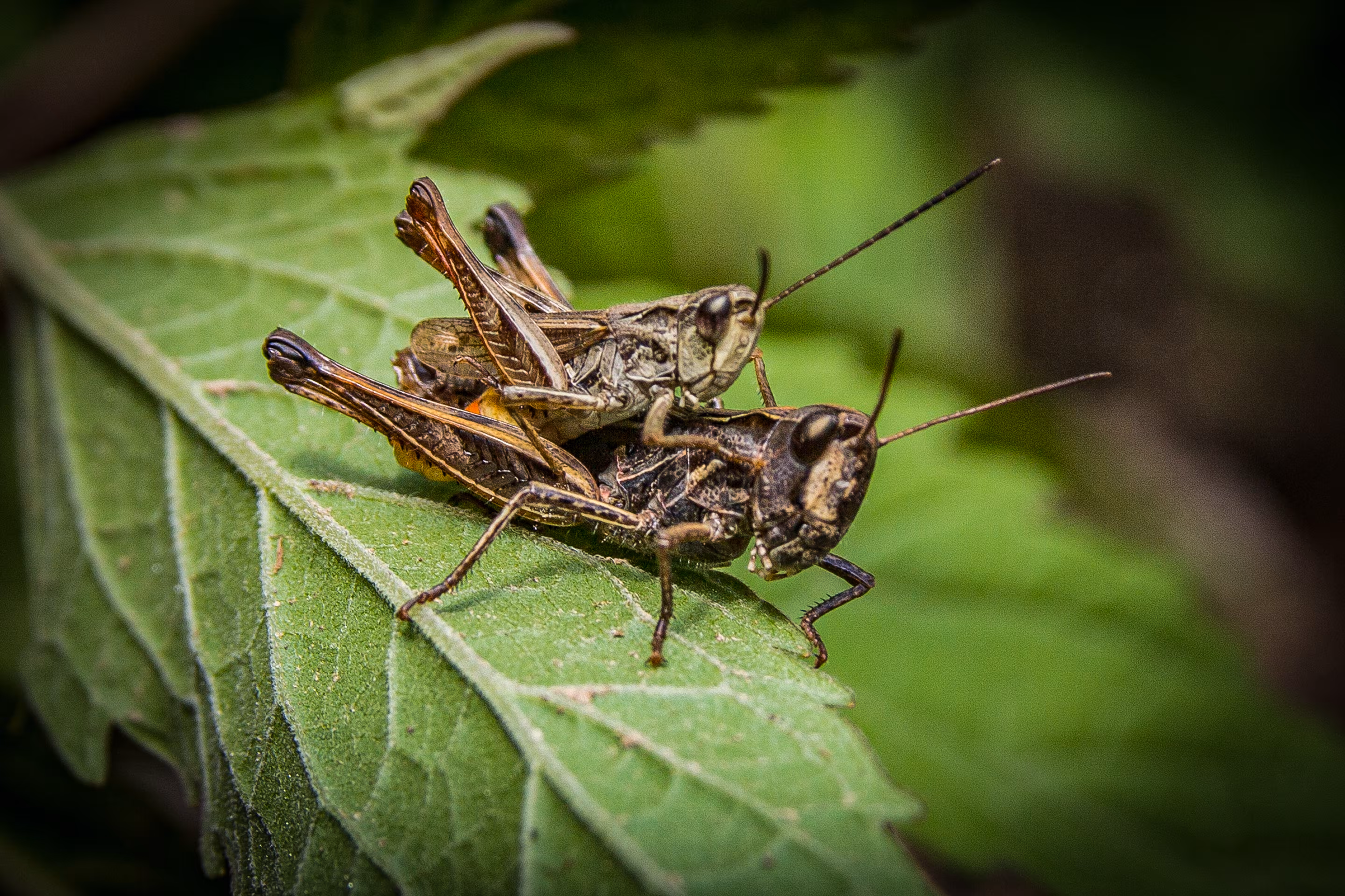 Locust