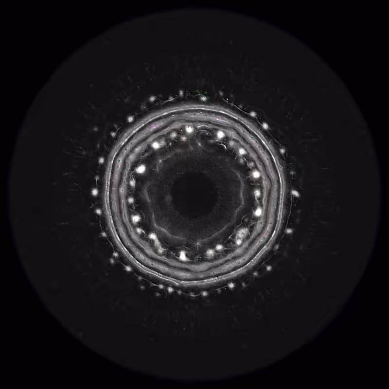 Ethereal Microcosm #238