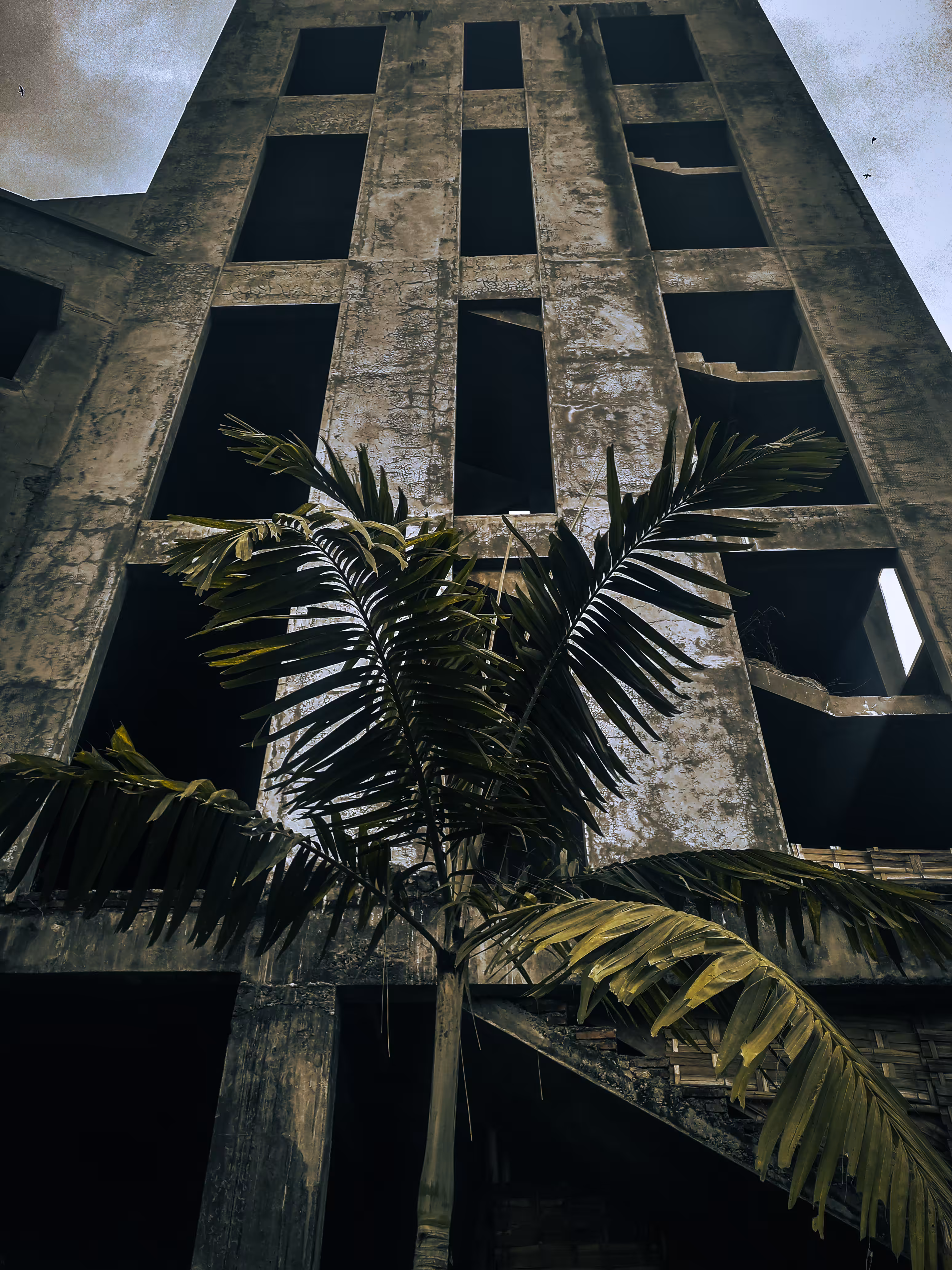 Lonely Tree