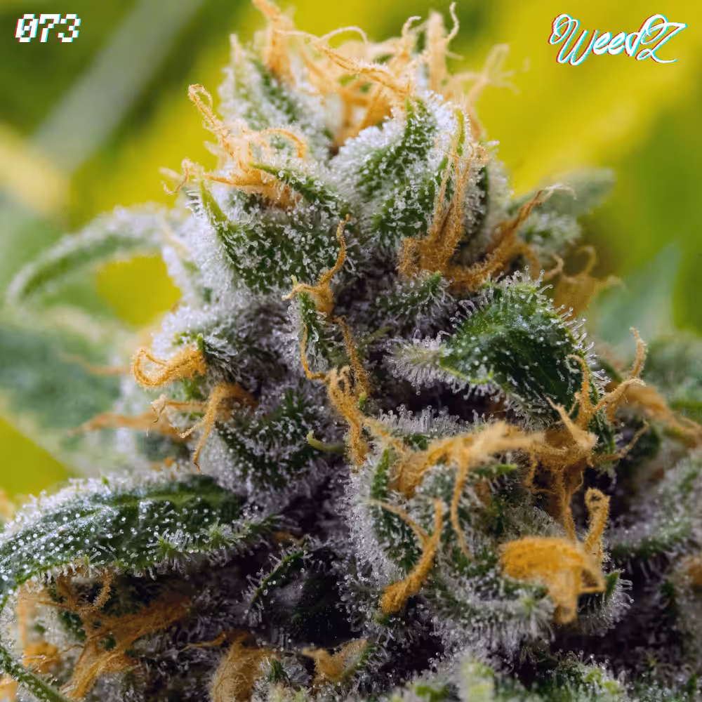 WeedZ - 073 - Island Sweet Skunk Sativa