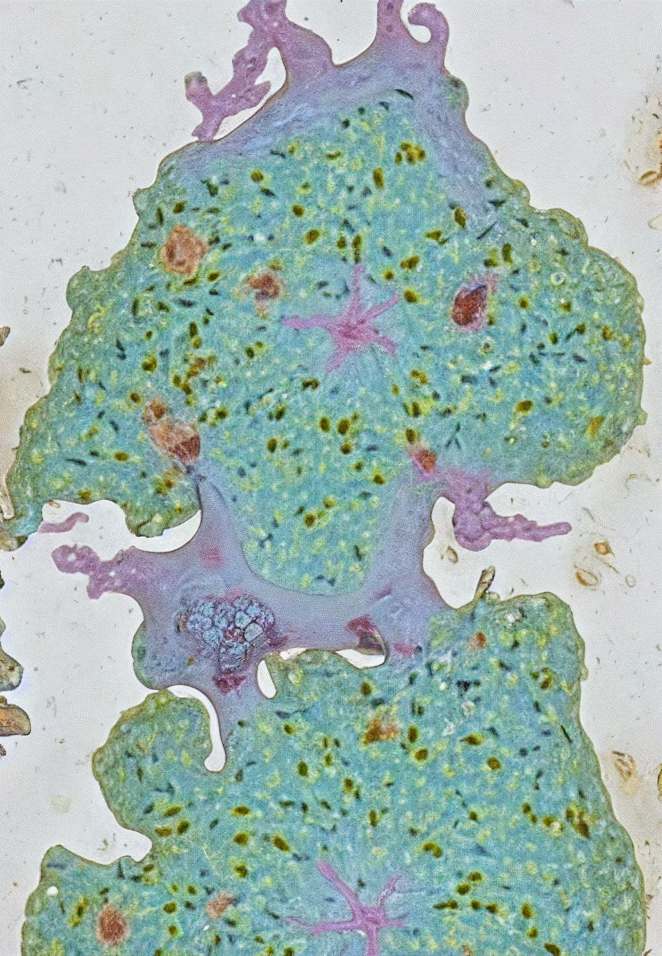 In Vivo, In Vitro, In Silico: Histologia In Silico #59