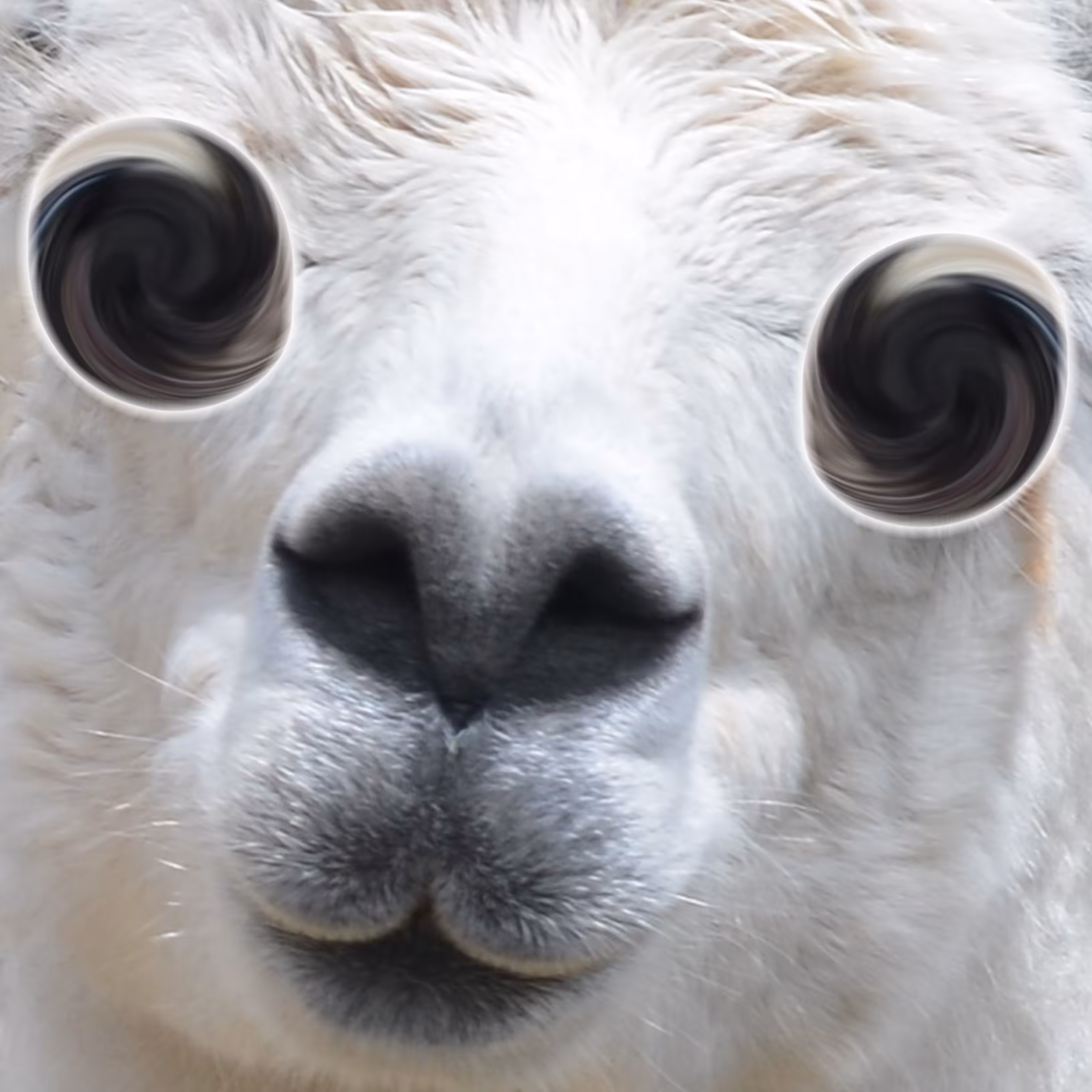 Crazy Llama