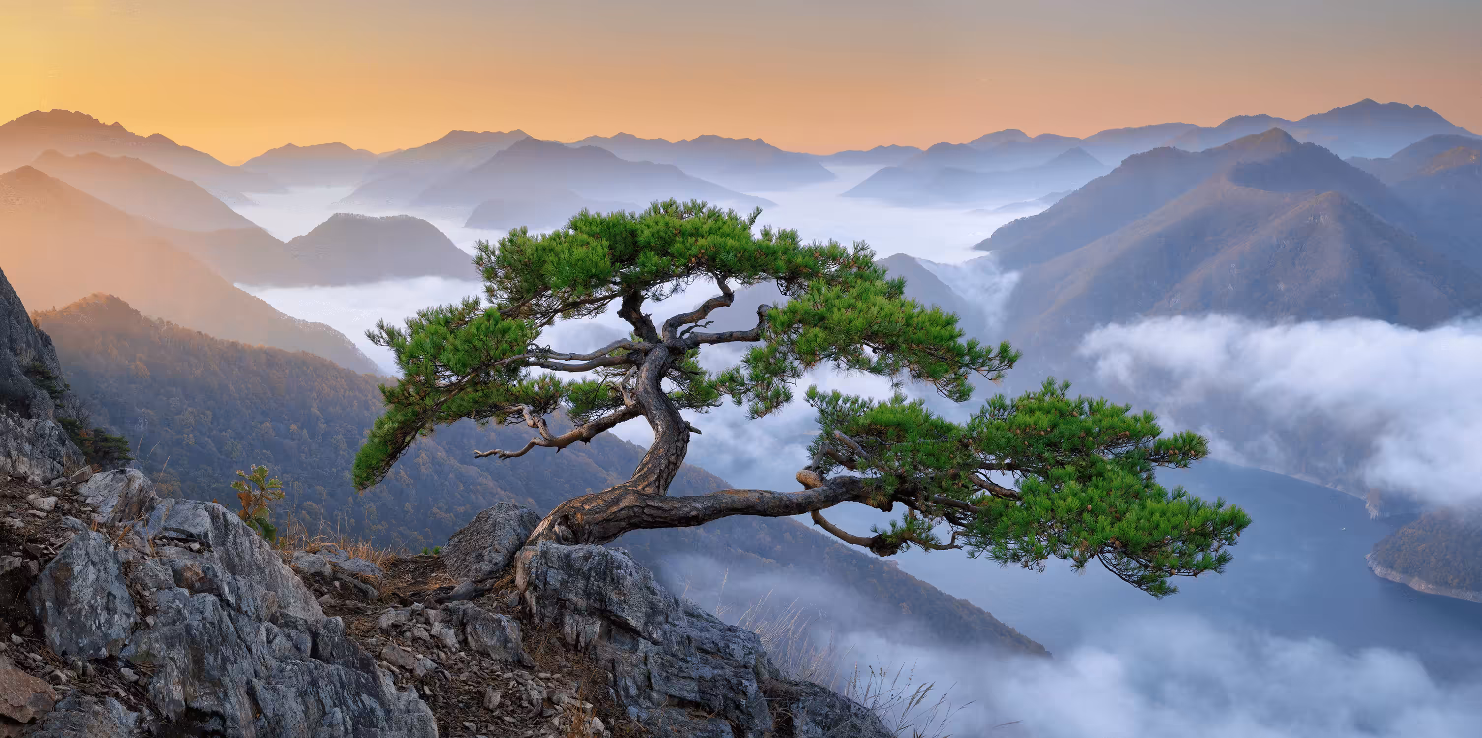 A Fine Pine 
