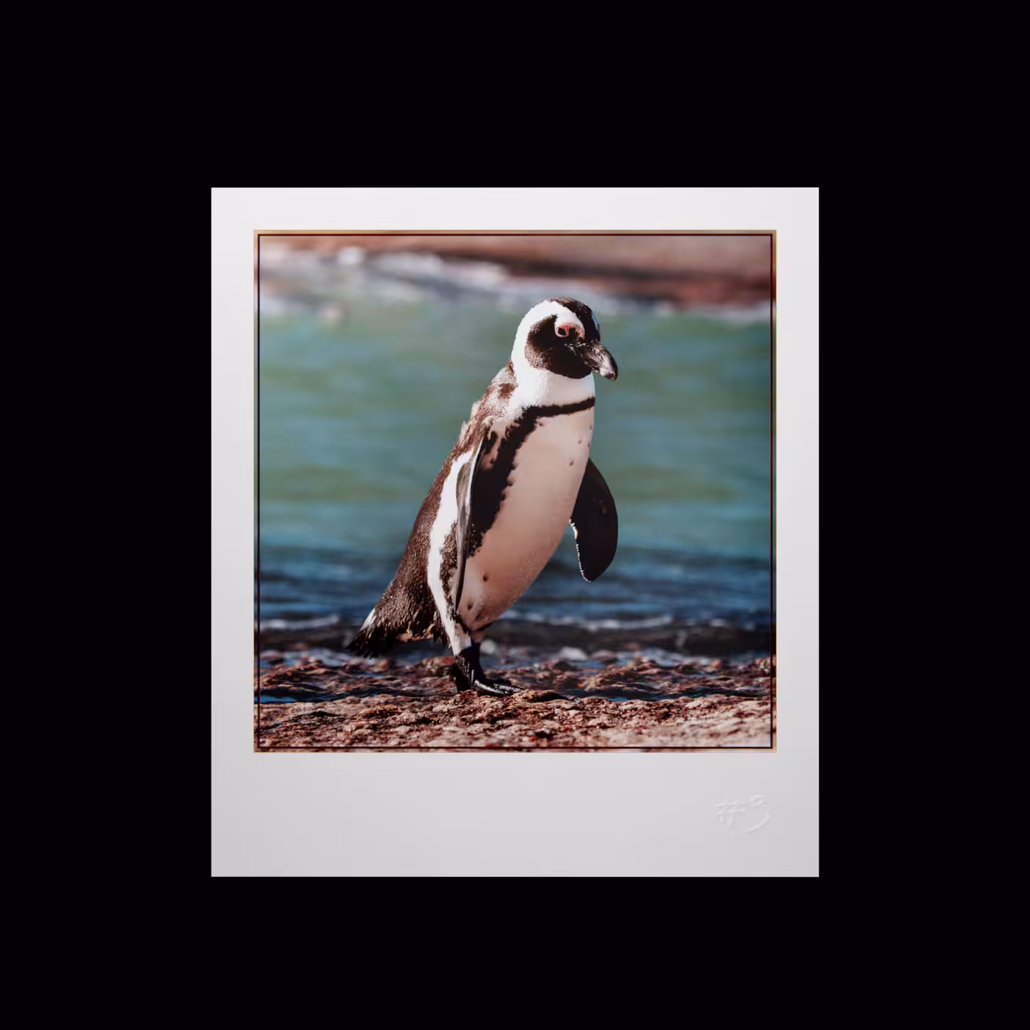 Instantâneos em Movimento (Moving Snapshots) - Aves: #3 Spheniscus demersus