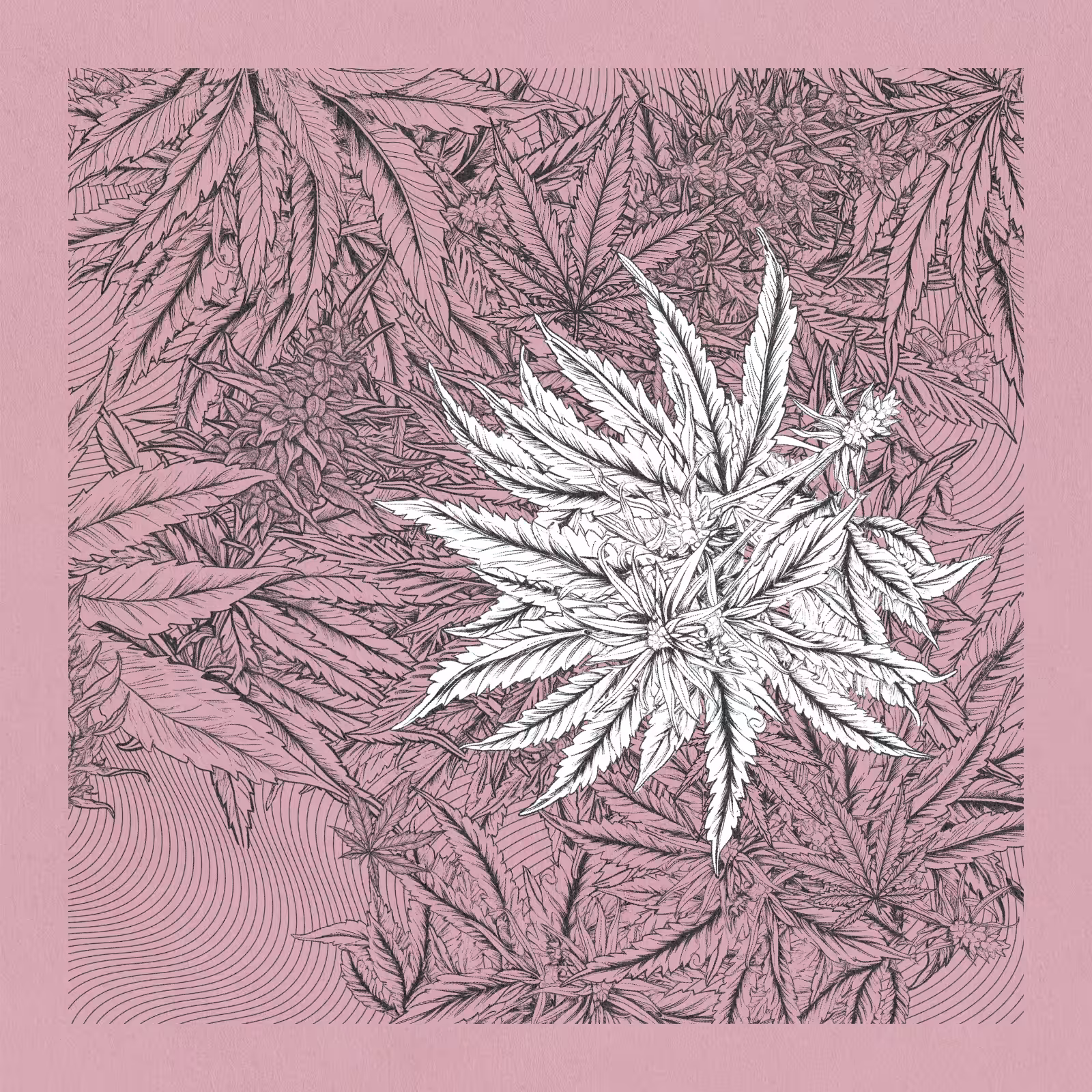 zancannabis #145