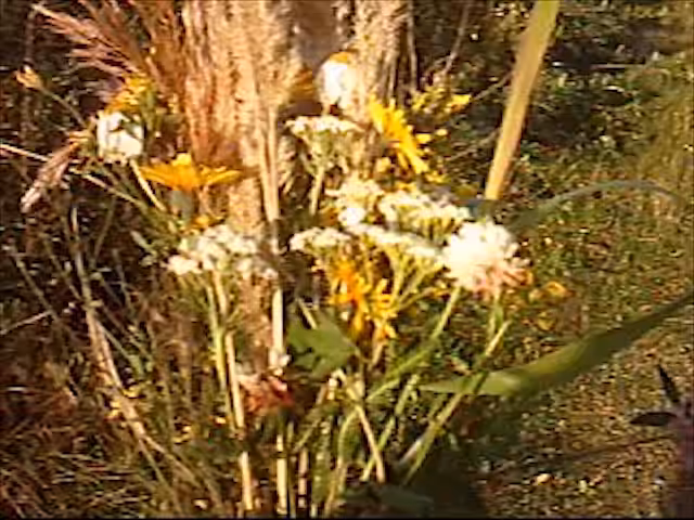 Wild Flower Accident