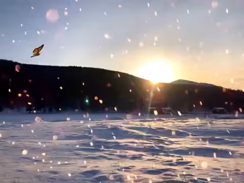 The Butterfly and the Sun