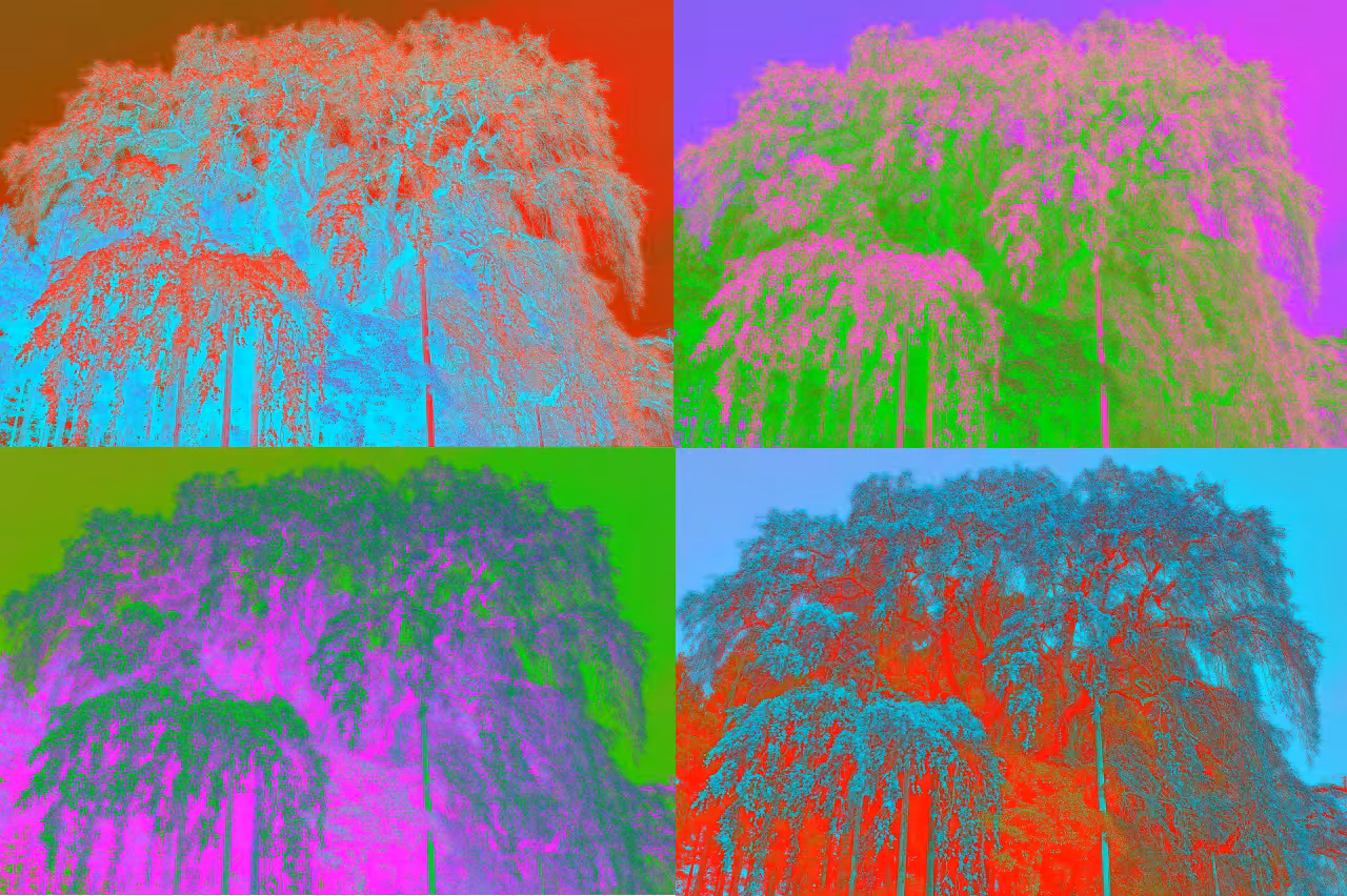 TAKIZAKURA