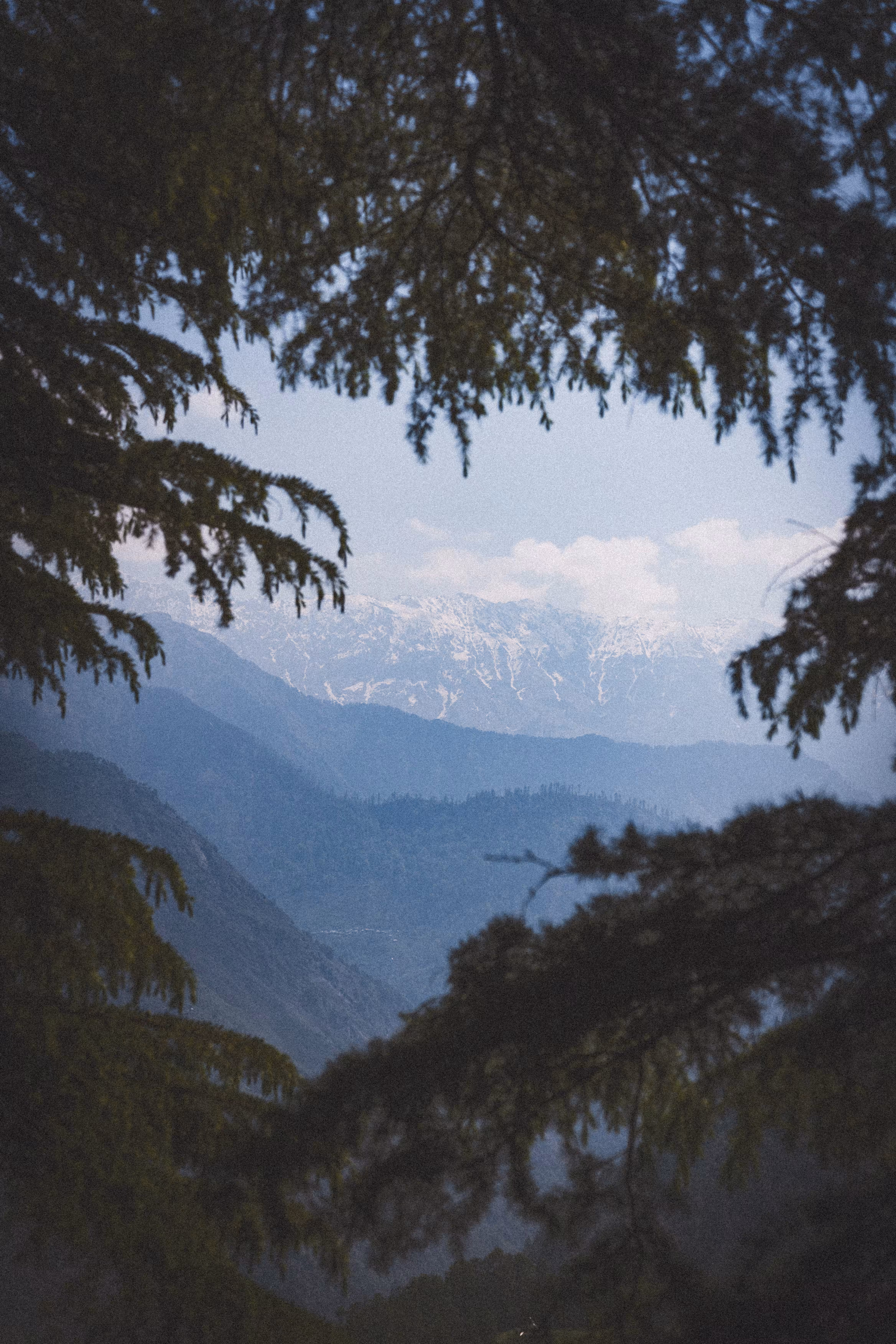 A Secret the Forest Keeps
