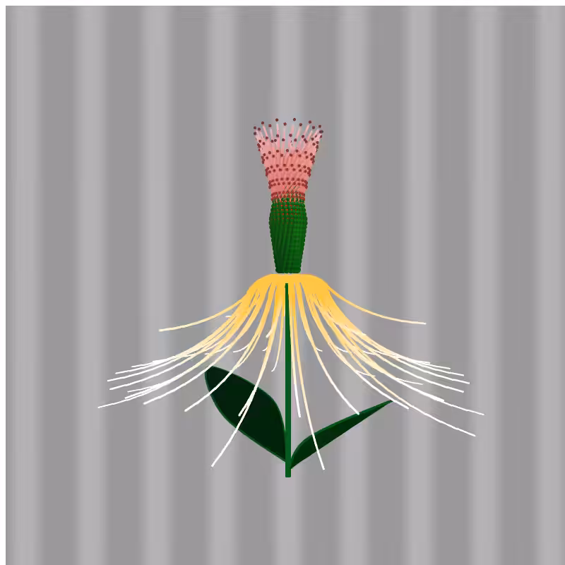 Luteum Flower #1
