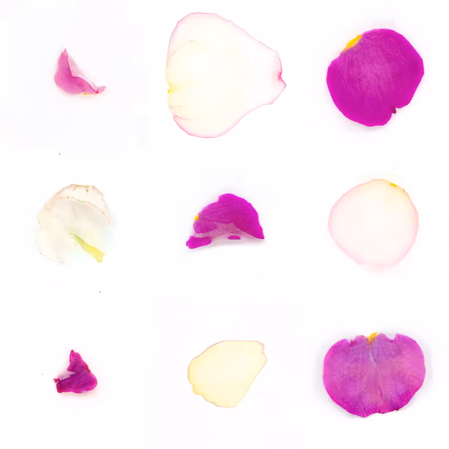 Infinite Petals 3x3#3138