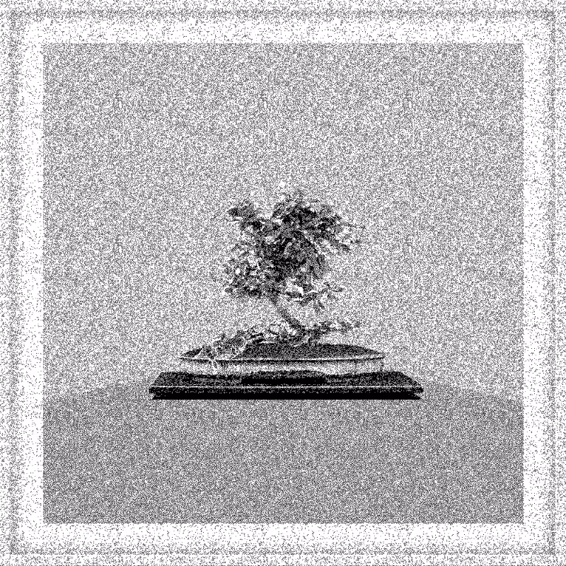 Bonsai Bonanza #438