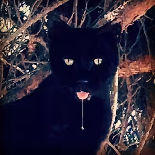 Black cat (real)