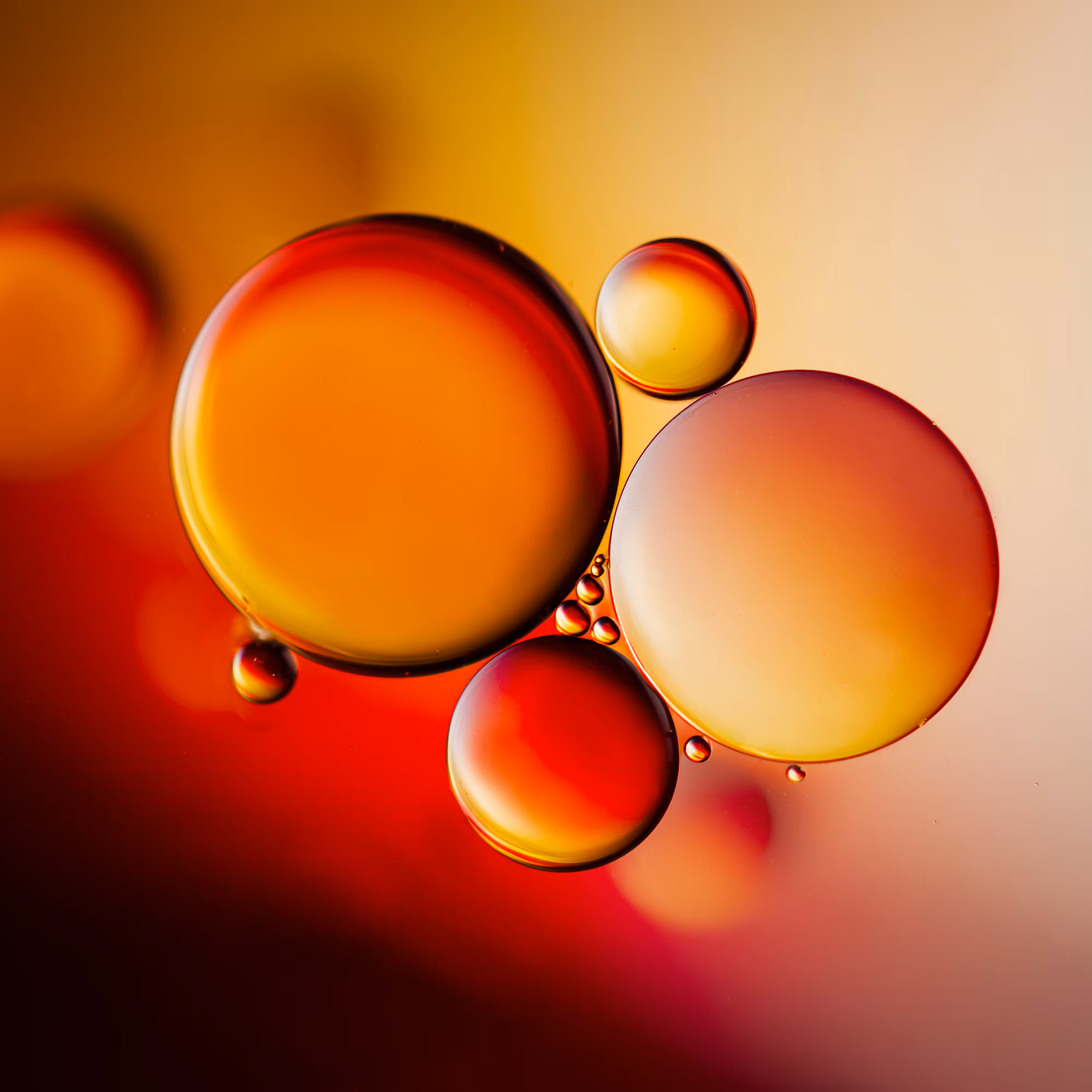 Petri Oil Christmas Edition