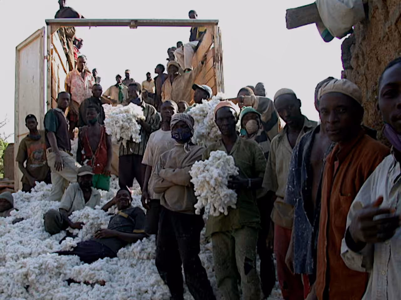 cotton harvest