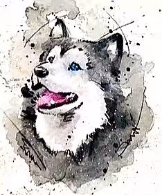 ODs#007 Siberian Husky