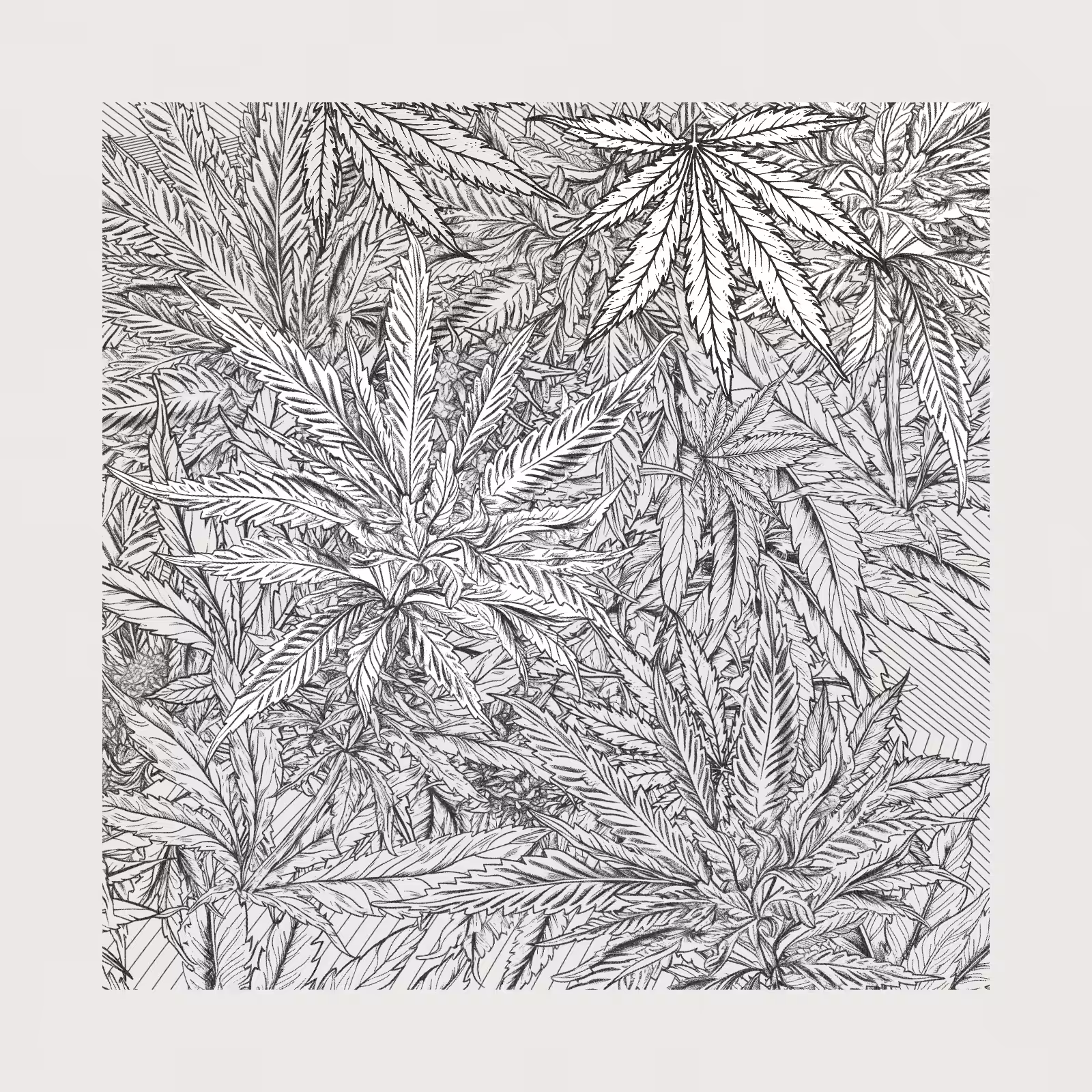 zancannabis #186