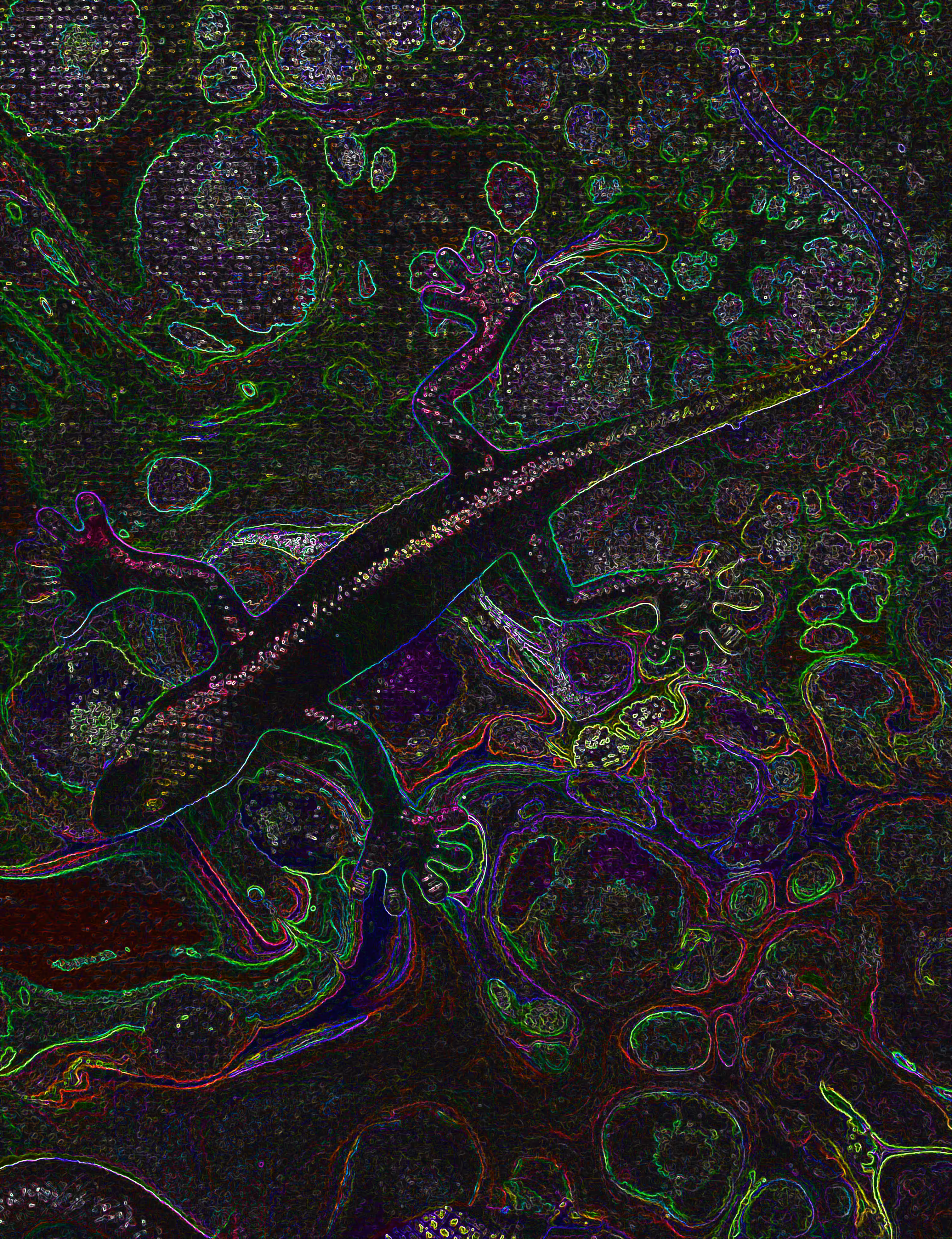 Neon Chameleon Rainbow    @ArtByLeClaireD1