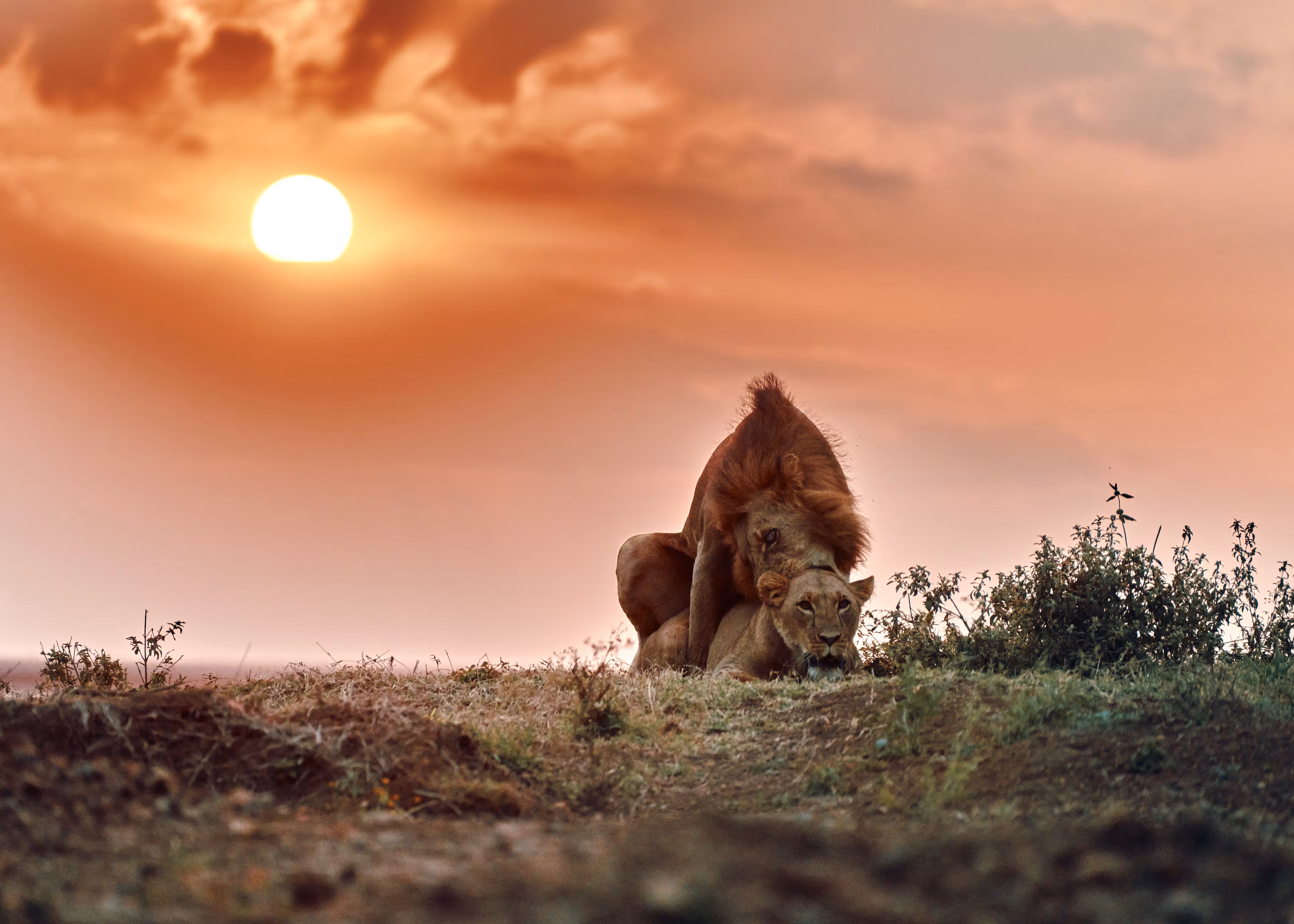SUN·DOWN·HER