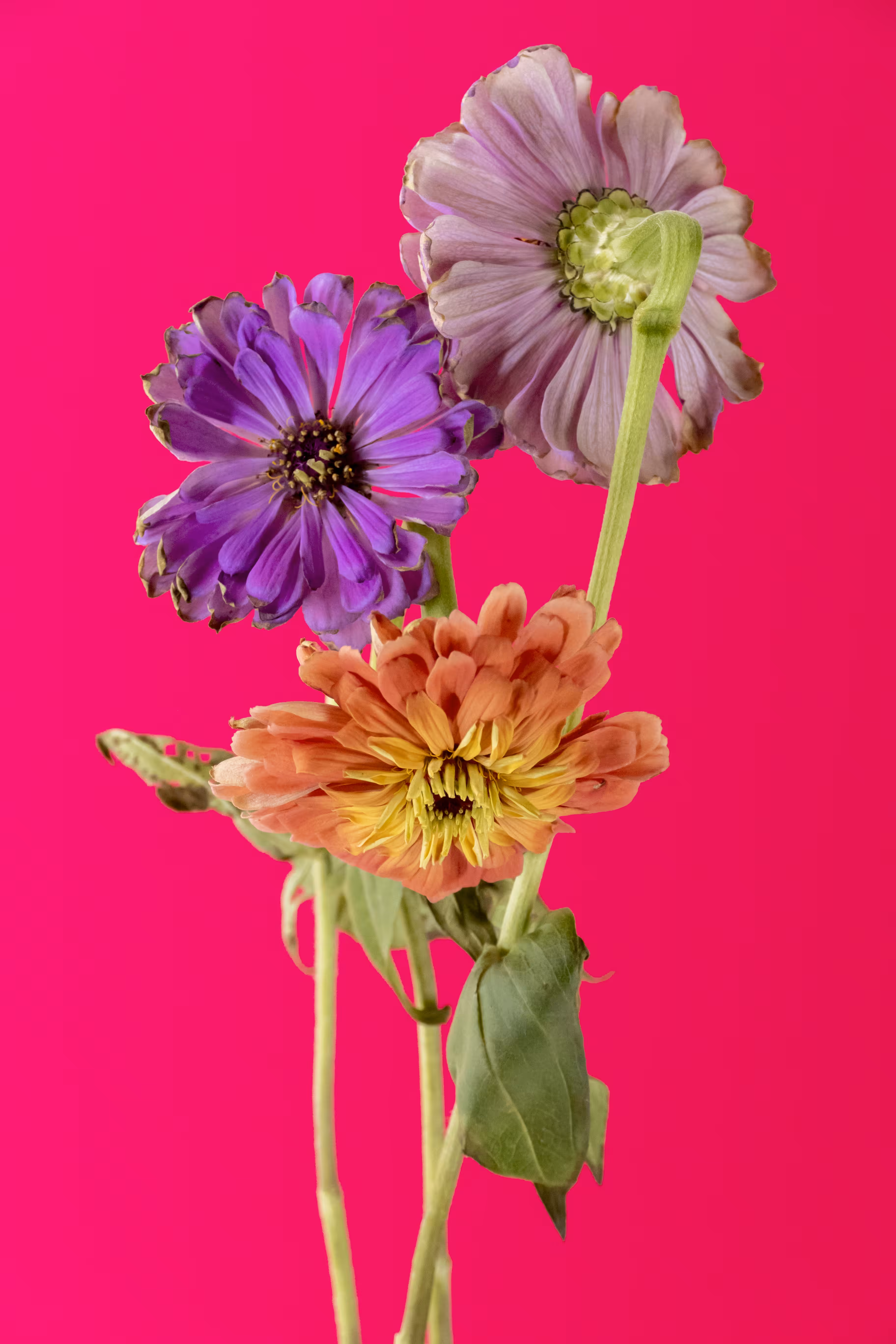 Floriography.13