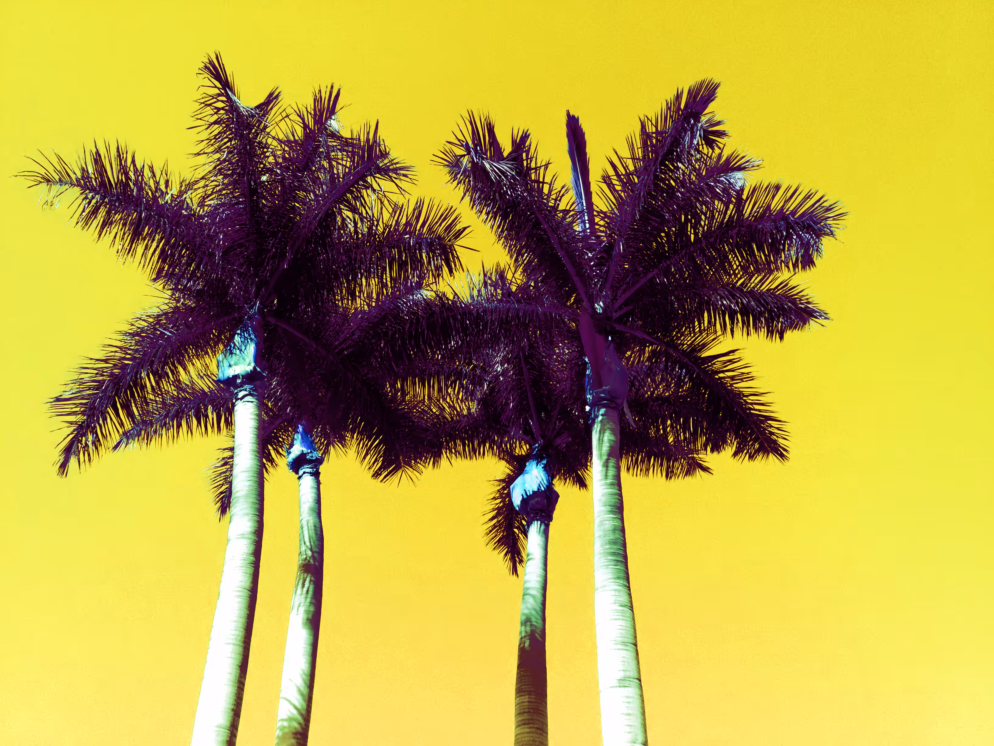 four palm trees