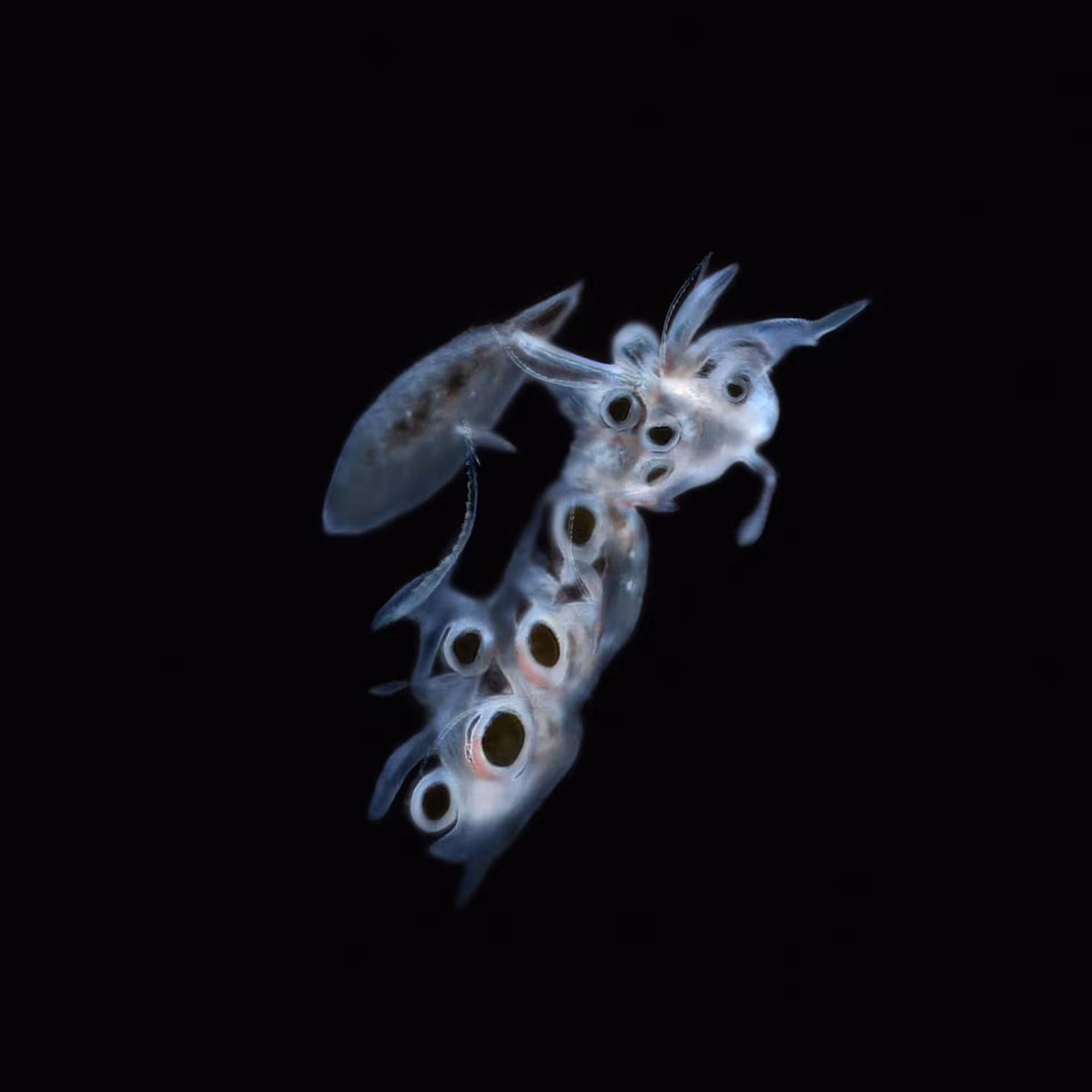 Sperma 27