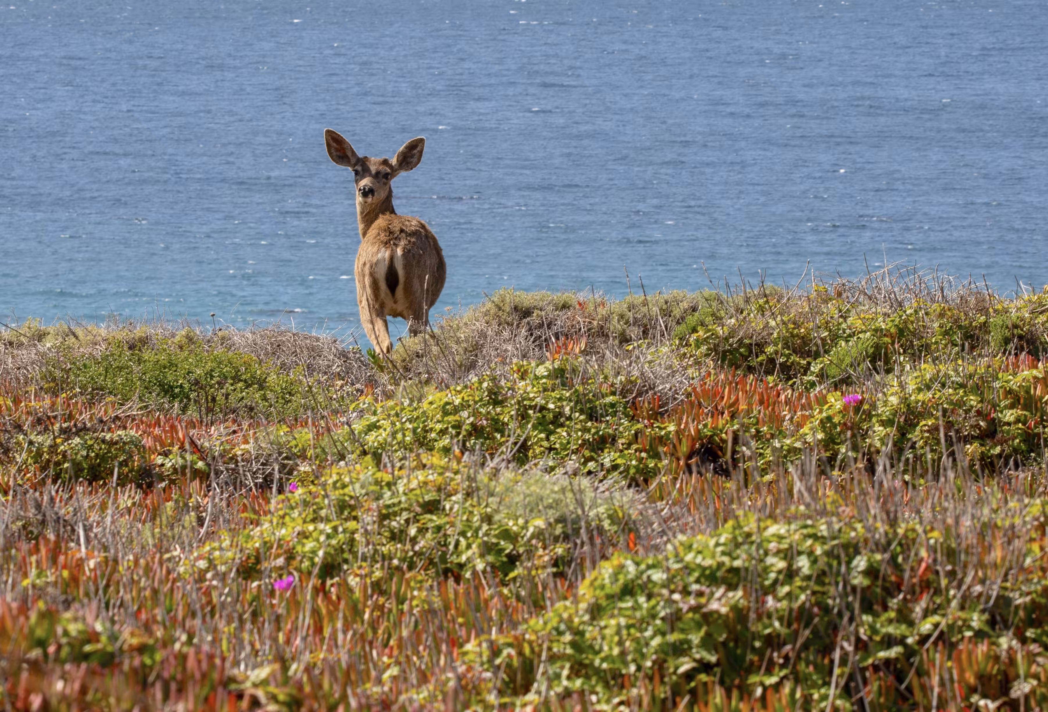 Balance #34  Deer