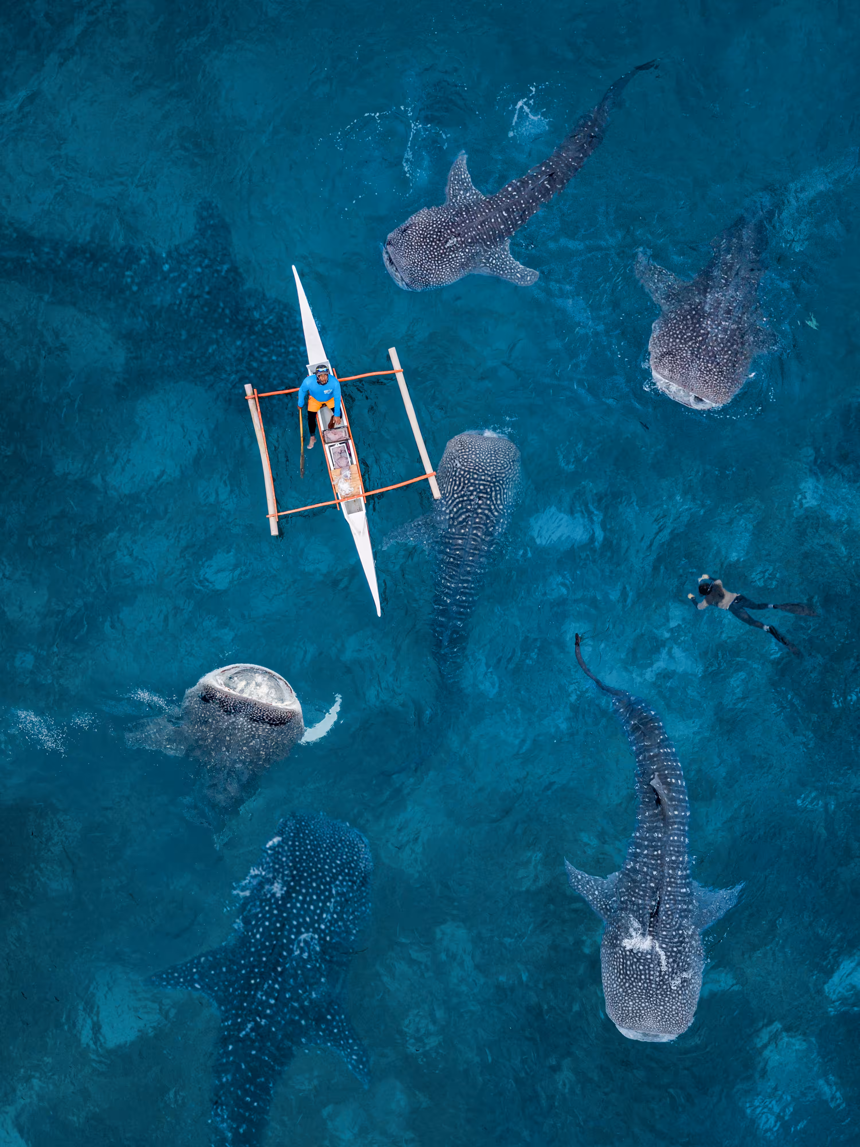Swimming with whale sharks!