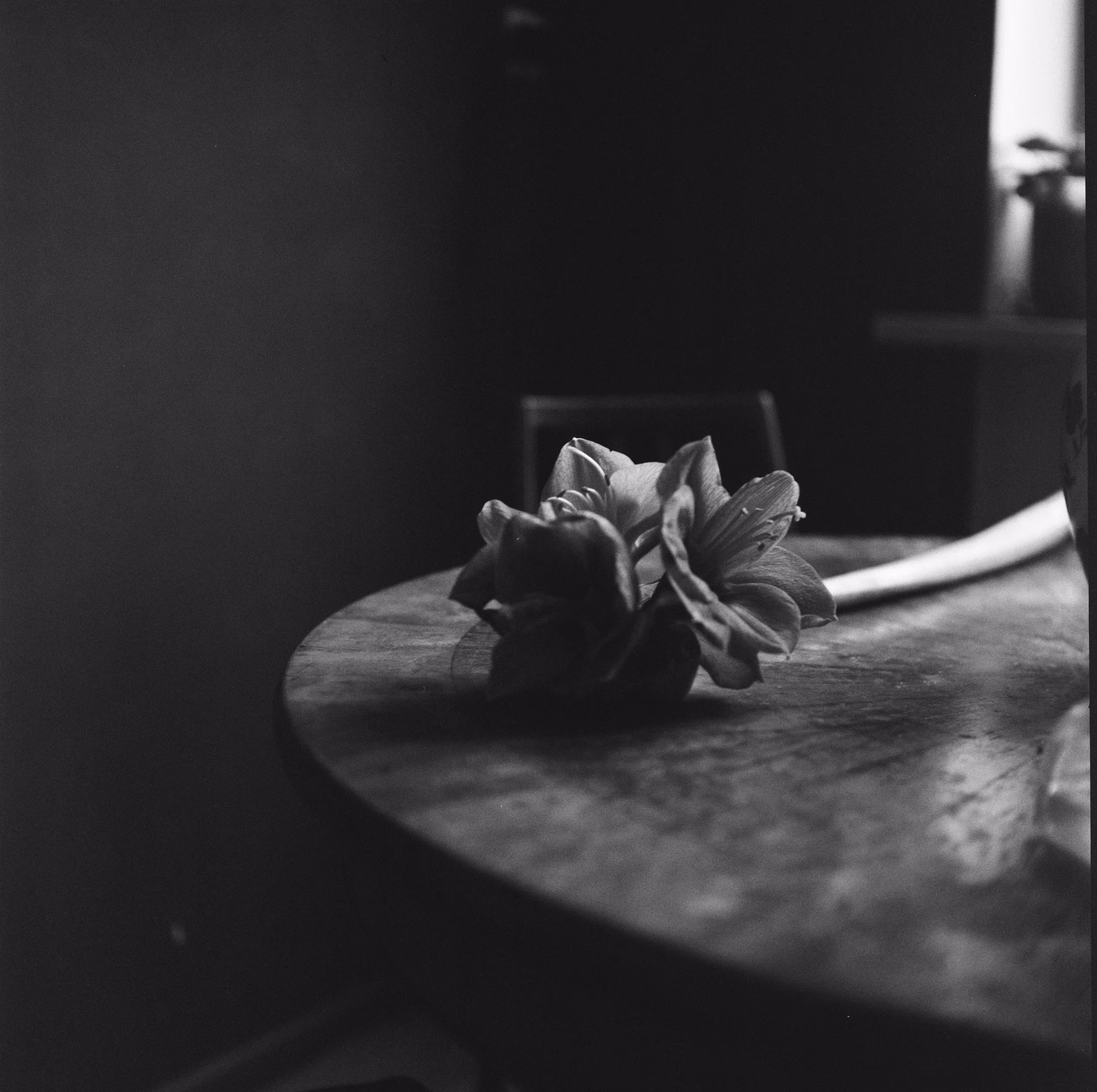 Where have all the flowers gone 