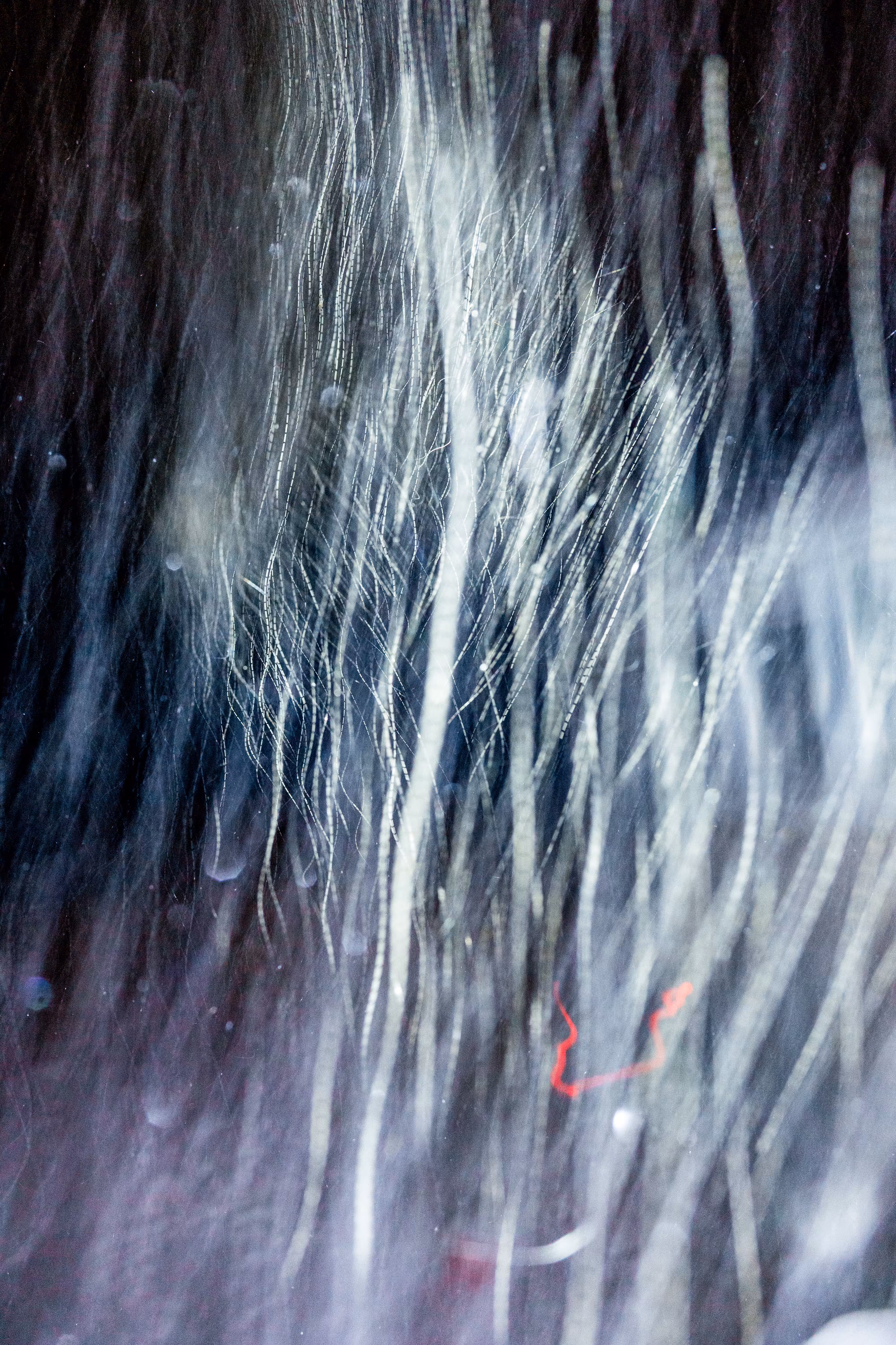 GISELXLIGHTSLURRY: L1210387 : An omen of the skies