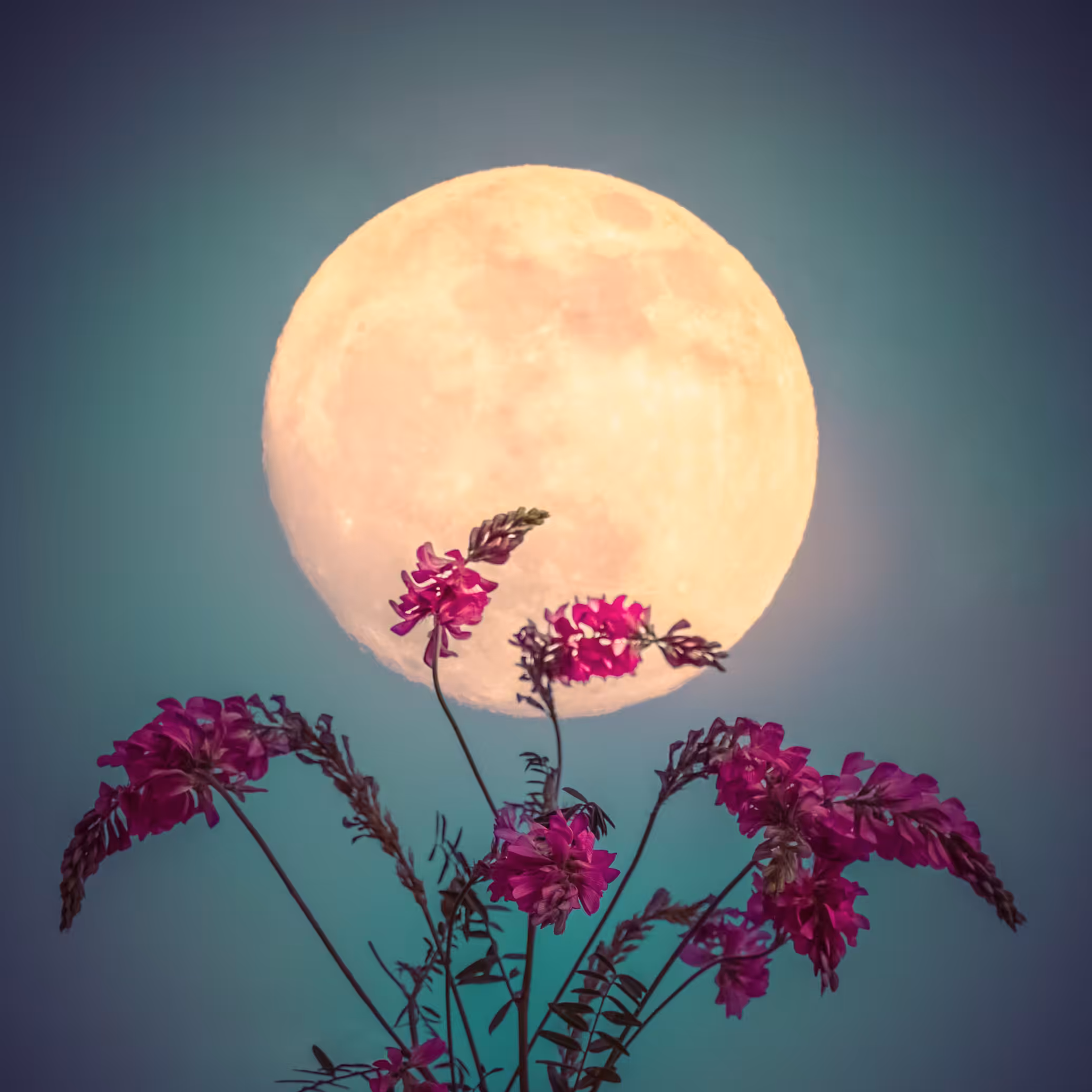 Bouquet