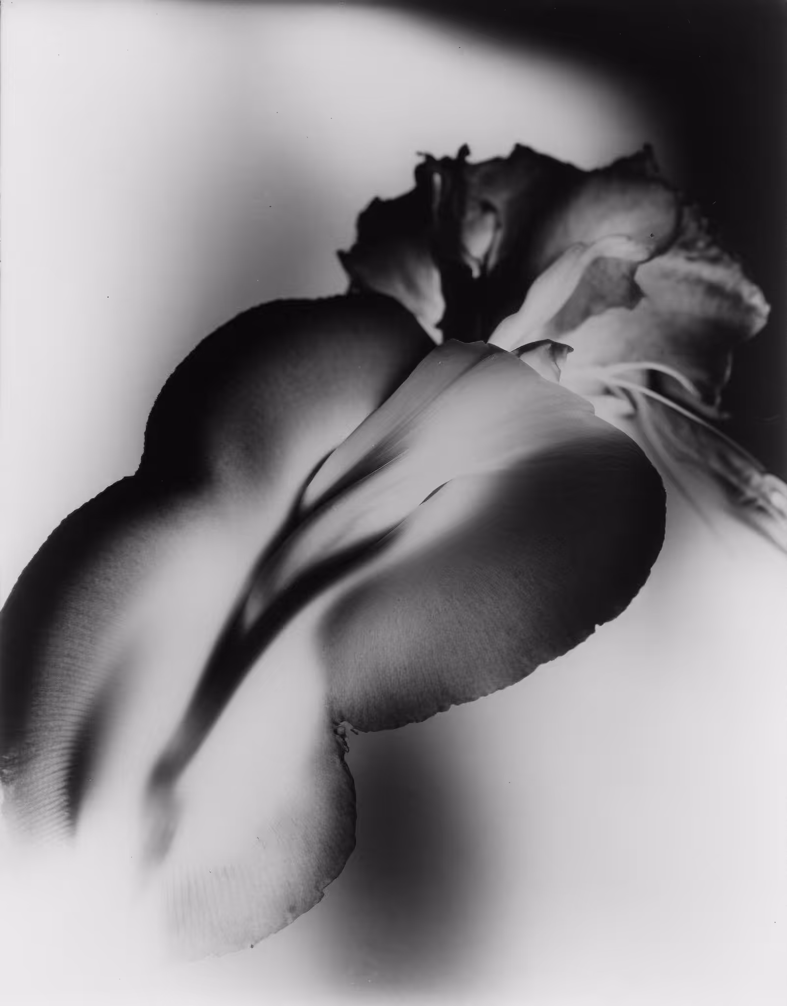 Iris, Silver Gelatin Print (developing-out-process, solarization), 1936