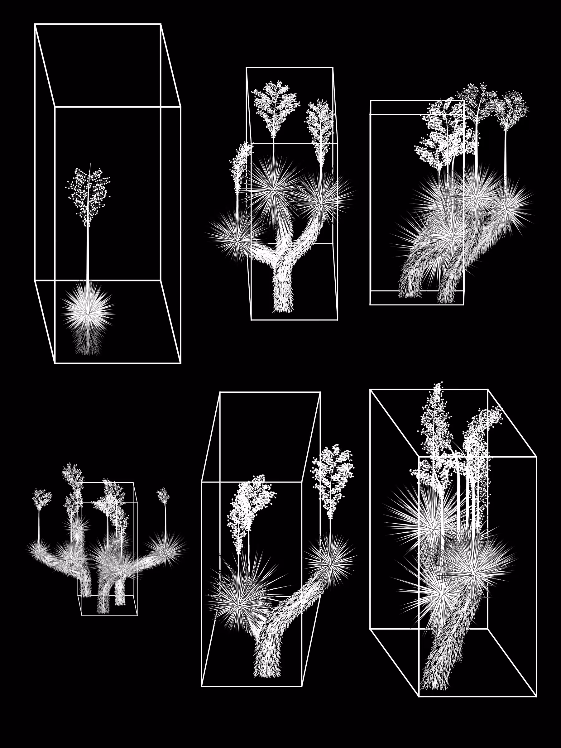 Marfa Yucca #216